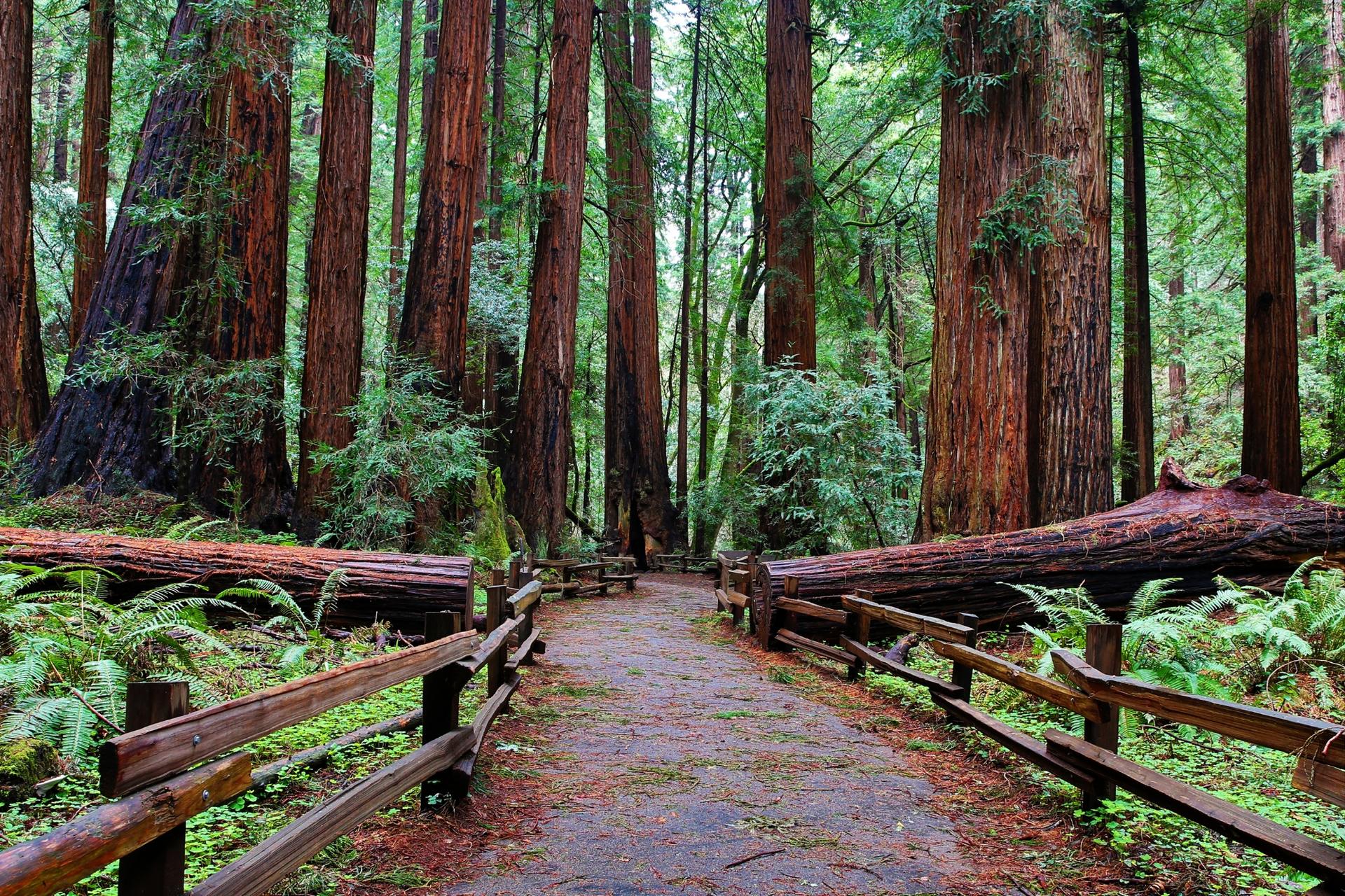 Muir Woods, Sonoma and Napa Wine Country Day Tour from San Francisco - Thumbnail 5
