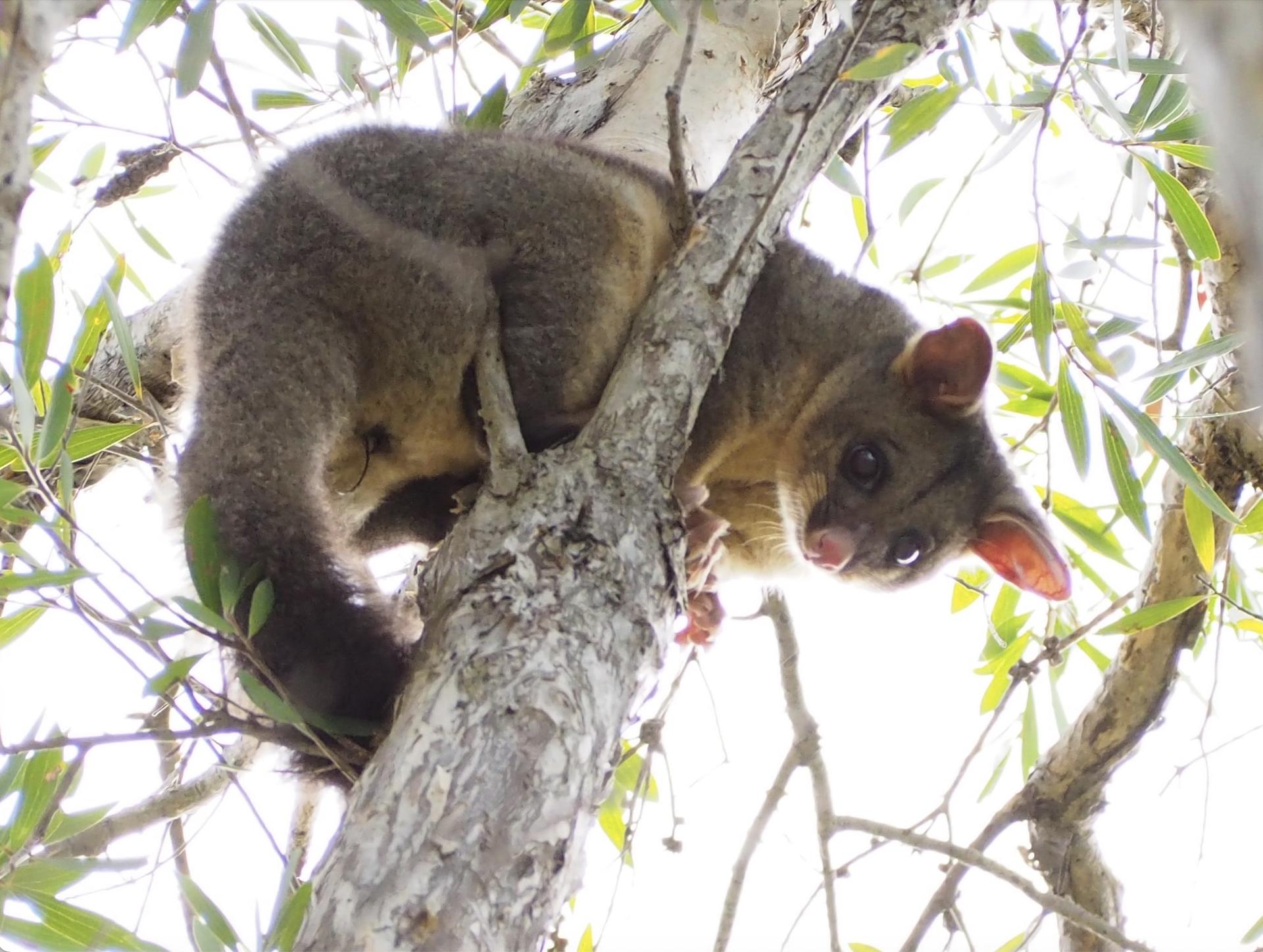 Sydney Wildlife Safari from Sydney - Image 1