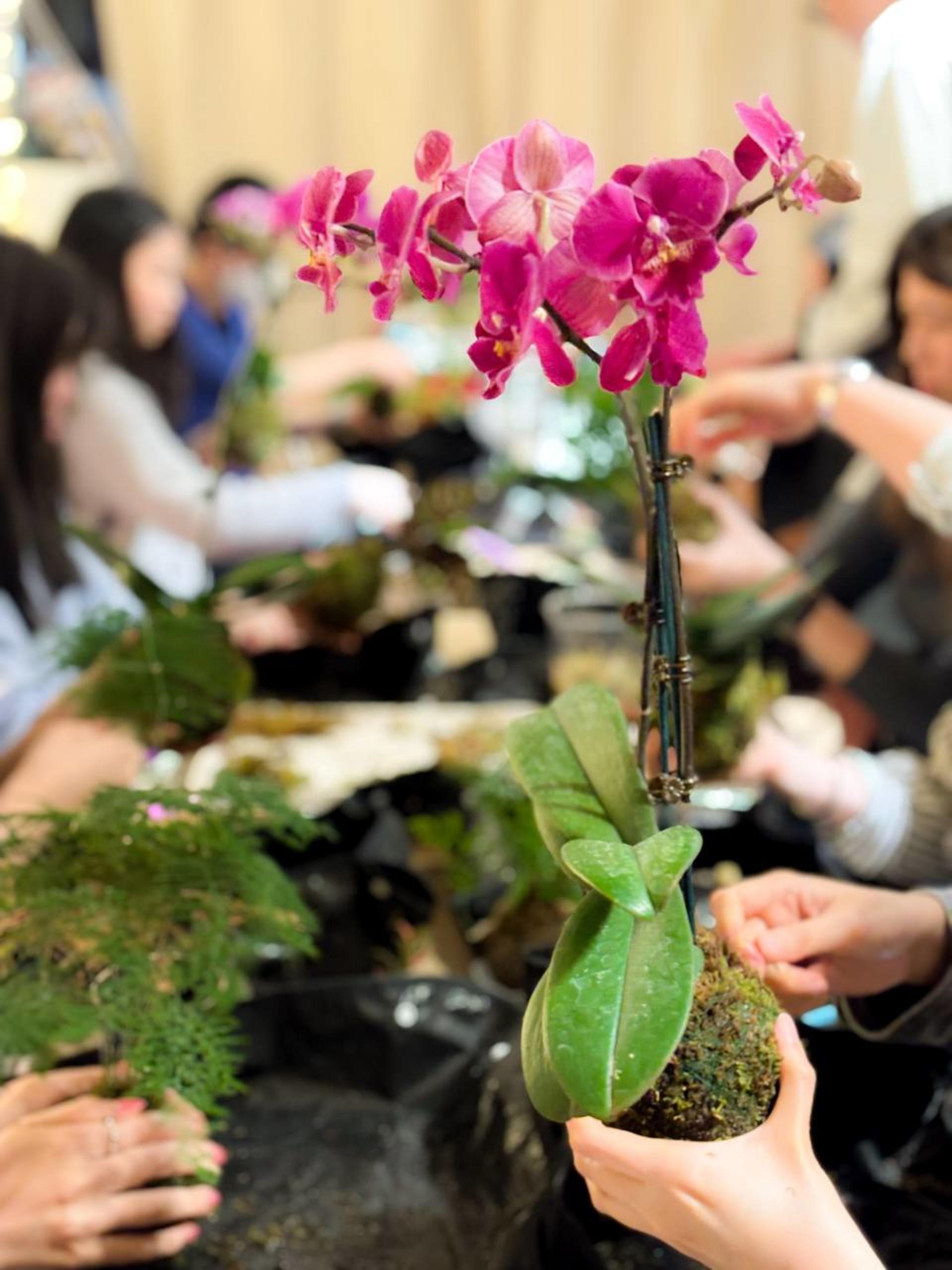 Kokedama Workshop - Thumbnail 18