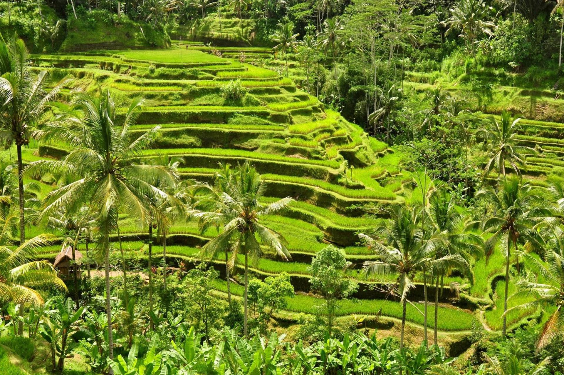 Kuta Tegenungan Waterfall & Tirta Empul Full-Day Private Tour - Image 1