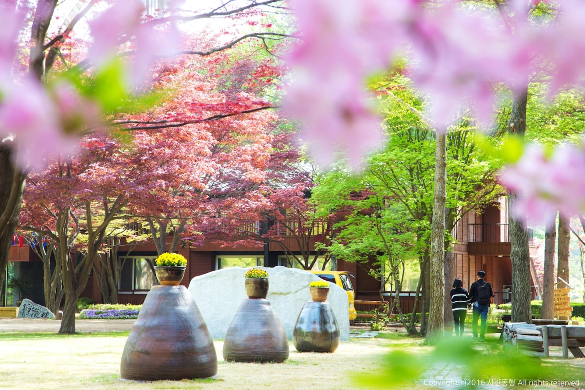 9-Hour Private Car Charter to Nami Island Suburb / Alpaca World from Seoul - Thumbnail 2