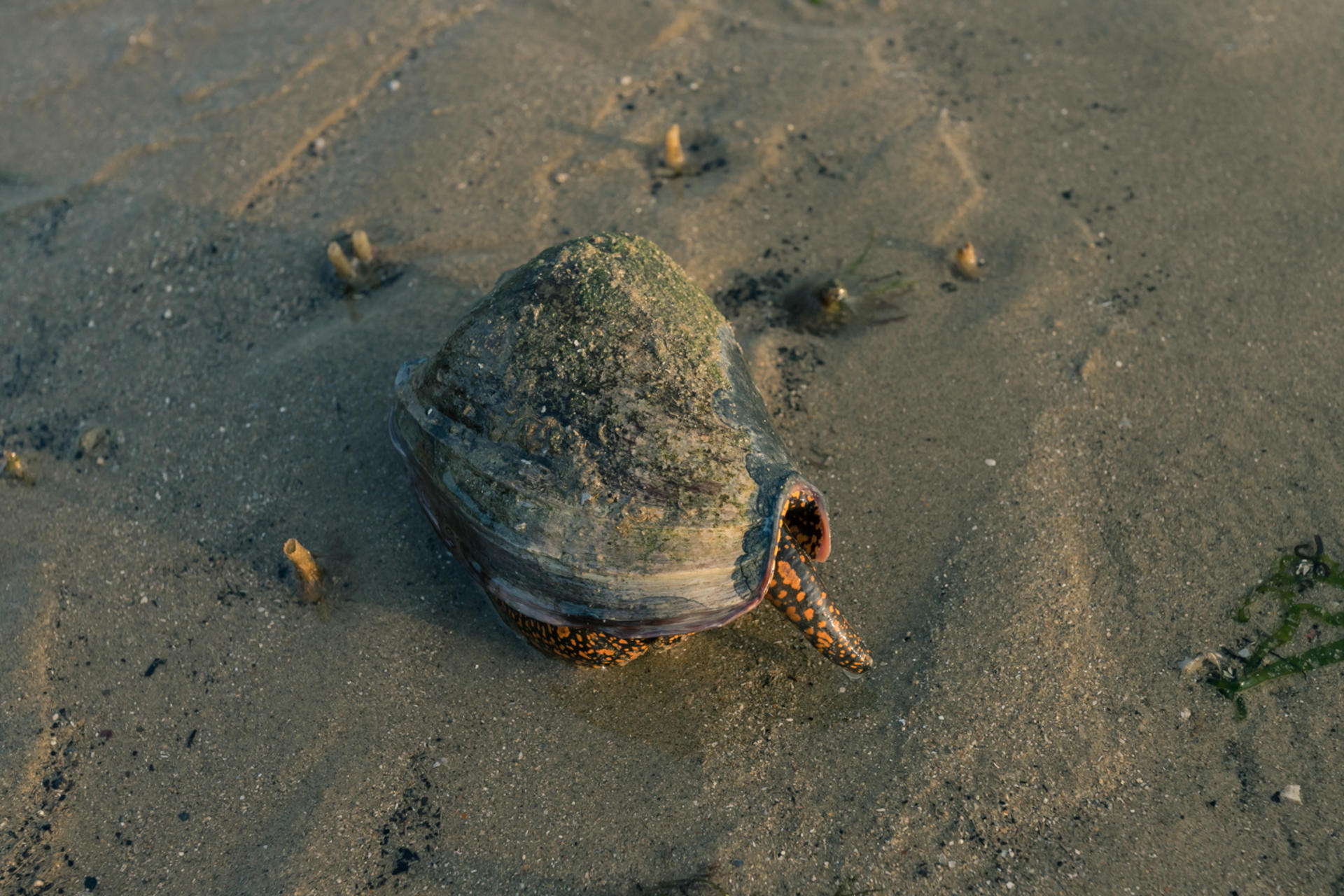 Experiential Intertidal Exploration by The Untamed Paths - Thumbnail 18