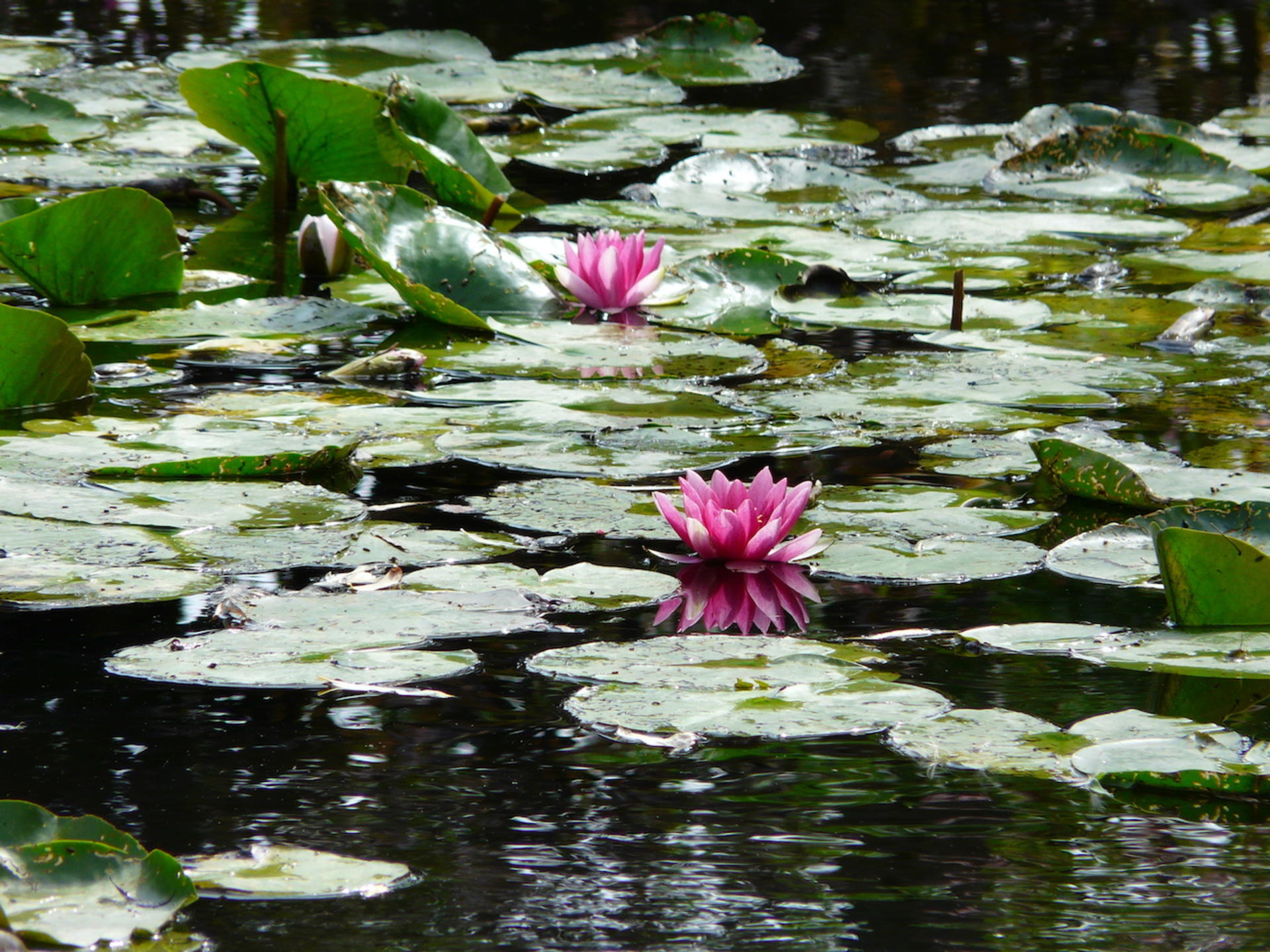 Giverny, Monet's Gardens, and Versailles Tour from Paris - Thumbnail 5