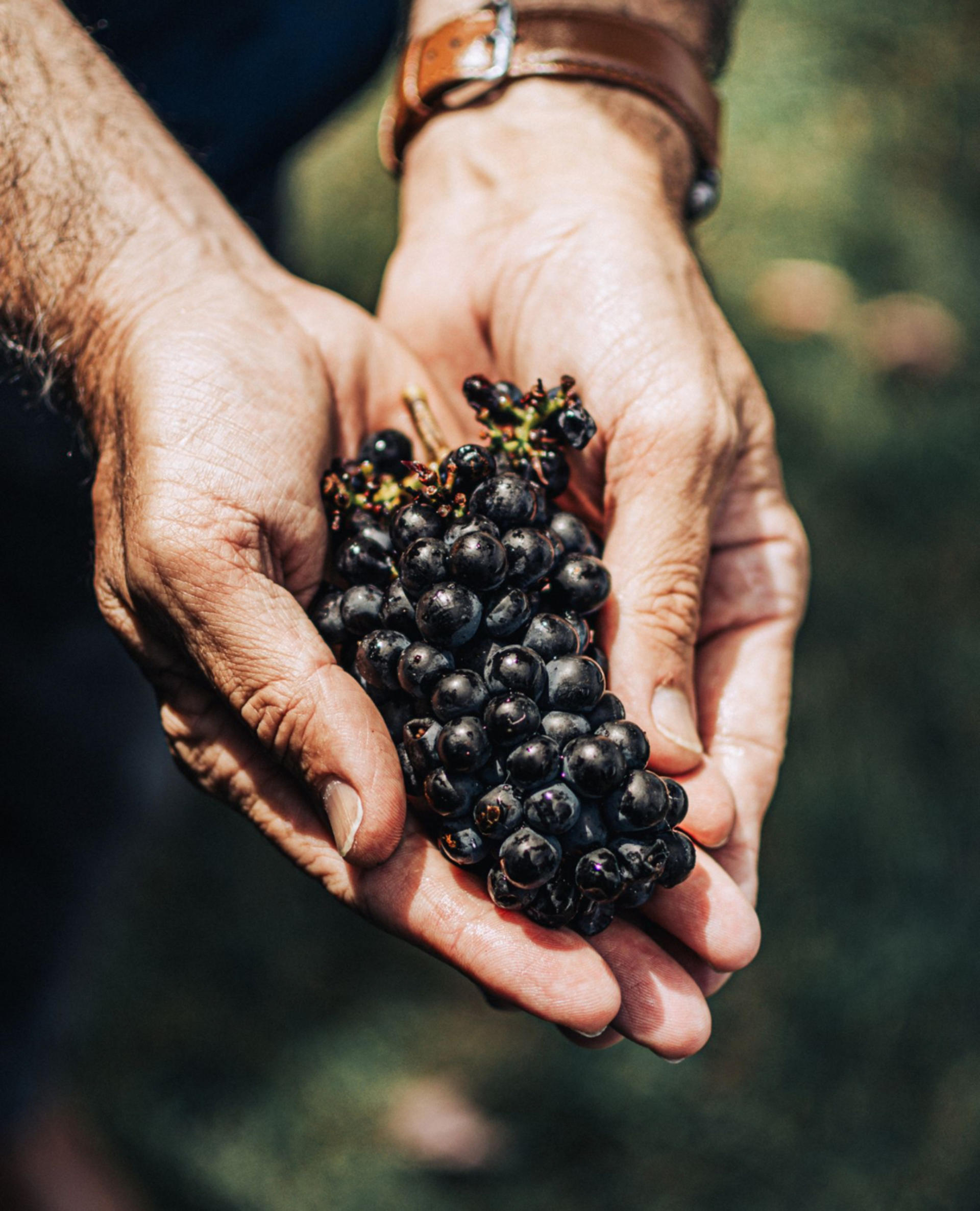 Yarra Valley Foodies Tour with Chandon, Cheese & Kangaroo Safari - Thumbnail 10