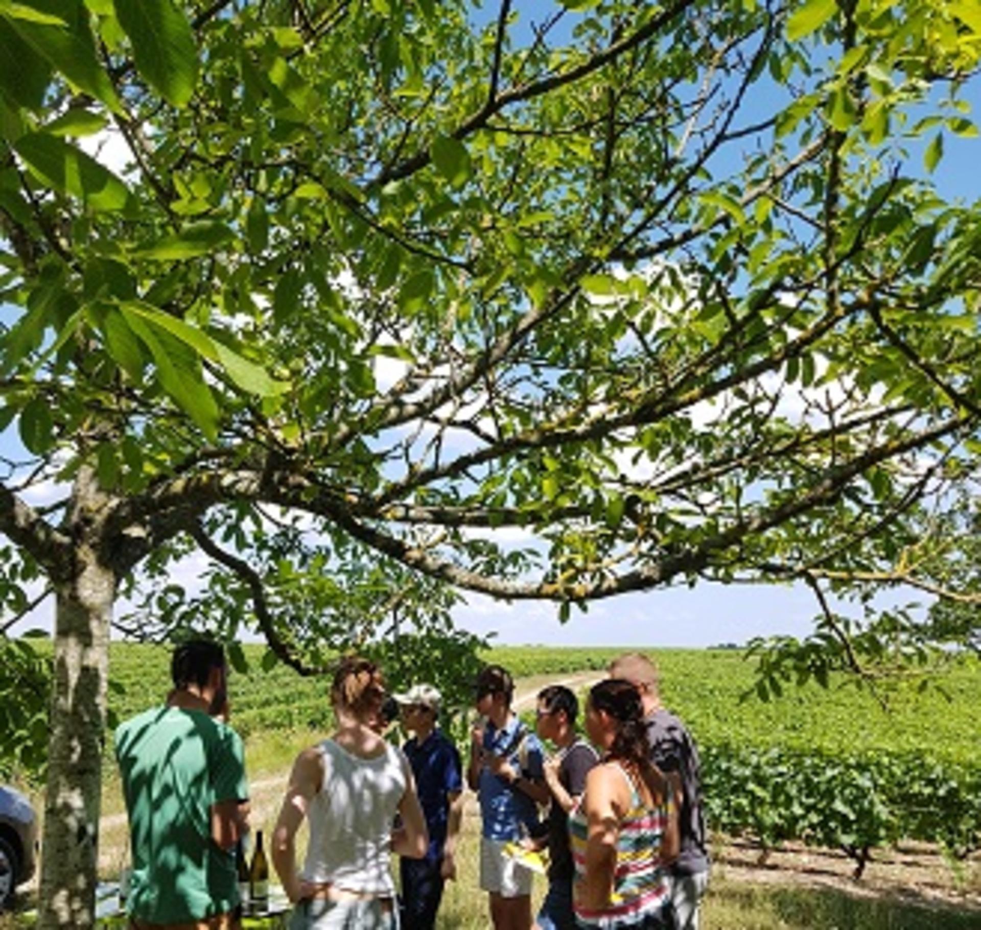 Loire Valley Day Tour: Villandry, Azay-le-Rideau & Vouvray wineries - Thumbnail 3