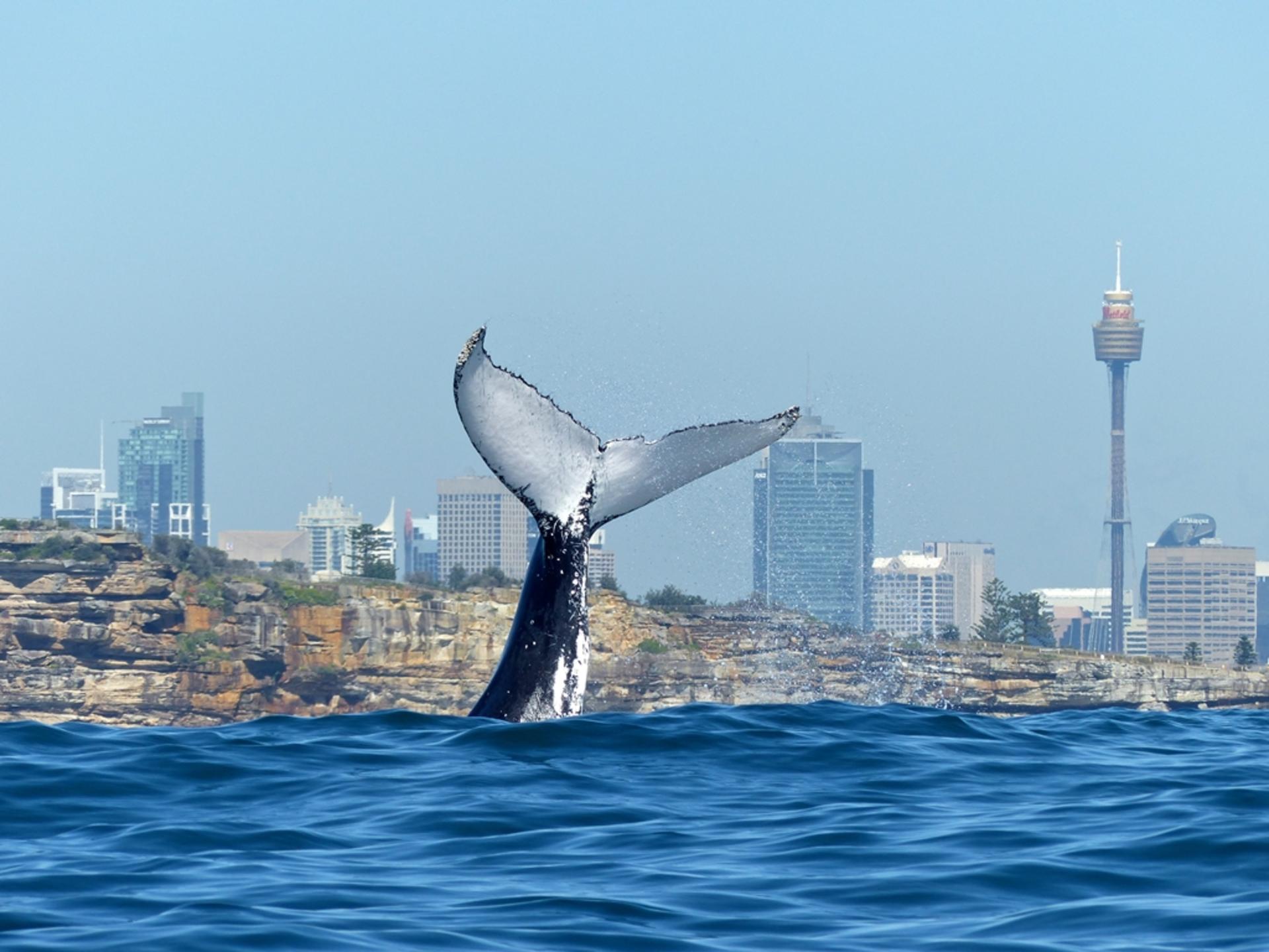 Sydney Whale Watching Cruise with Breakfast or Lunch - Thumbnail 3