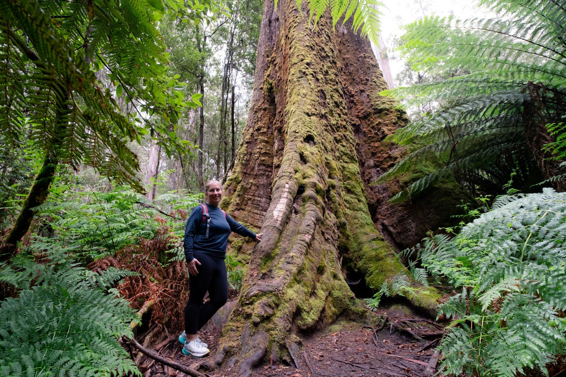 Mt Field National Park, Bonorong Wildlife & Mt. Wellington summit - Thumbnail 4