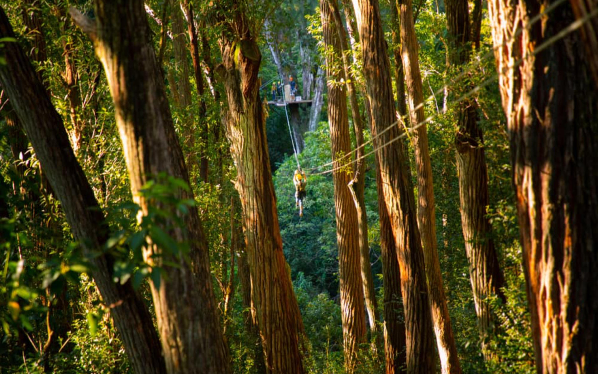 Kohala Canopy Adventure - Thumbnail 2