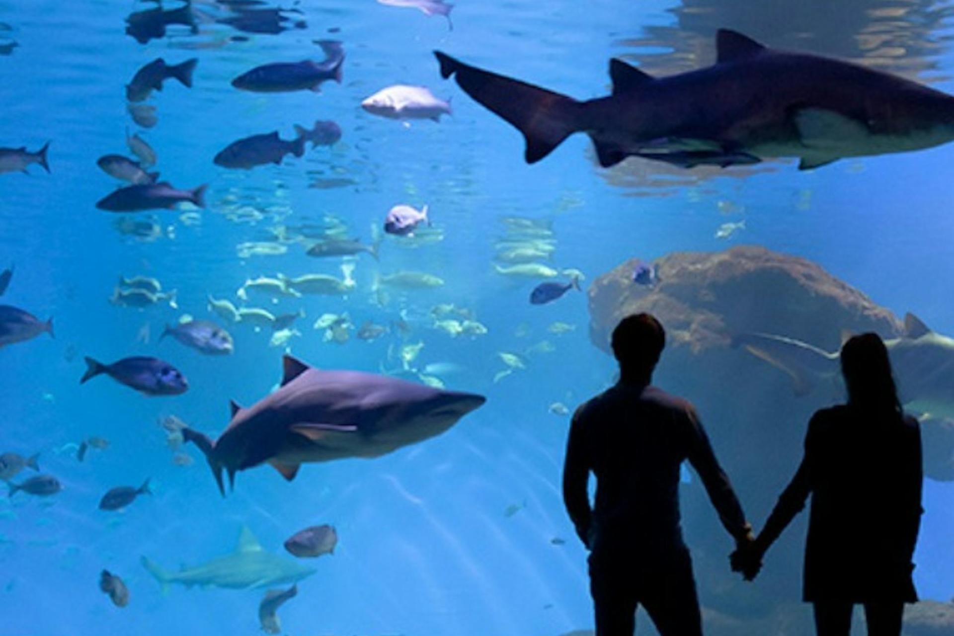 Palma Aquarium ticket in Mallorca  - Thumbnail 6