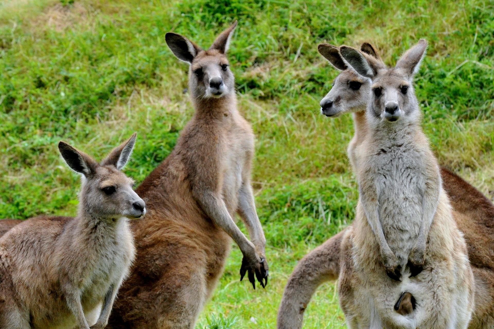 Phillip Island Wildlife & Brighton Beach Boxes Tour	 - Thumbnail 3