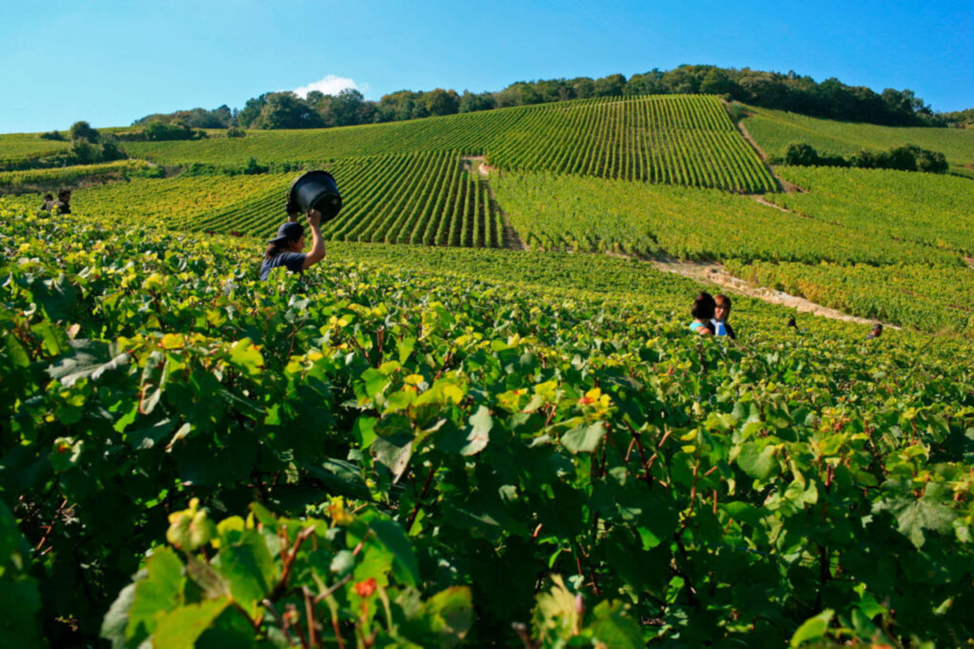 Champagne Tasting Tour in Champagne and Reims from Paris - Thumbnail 7