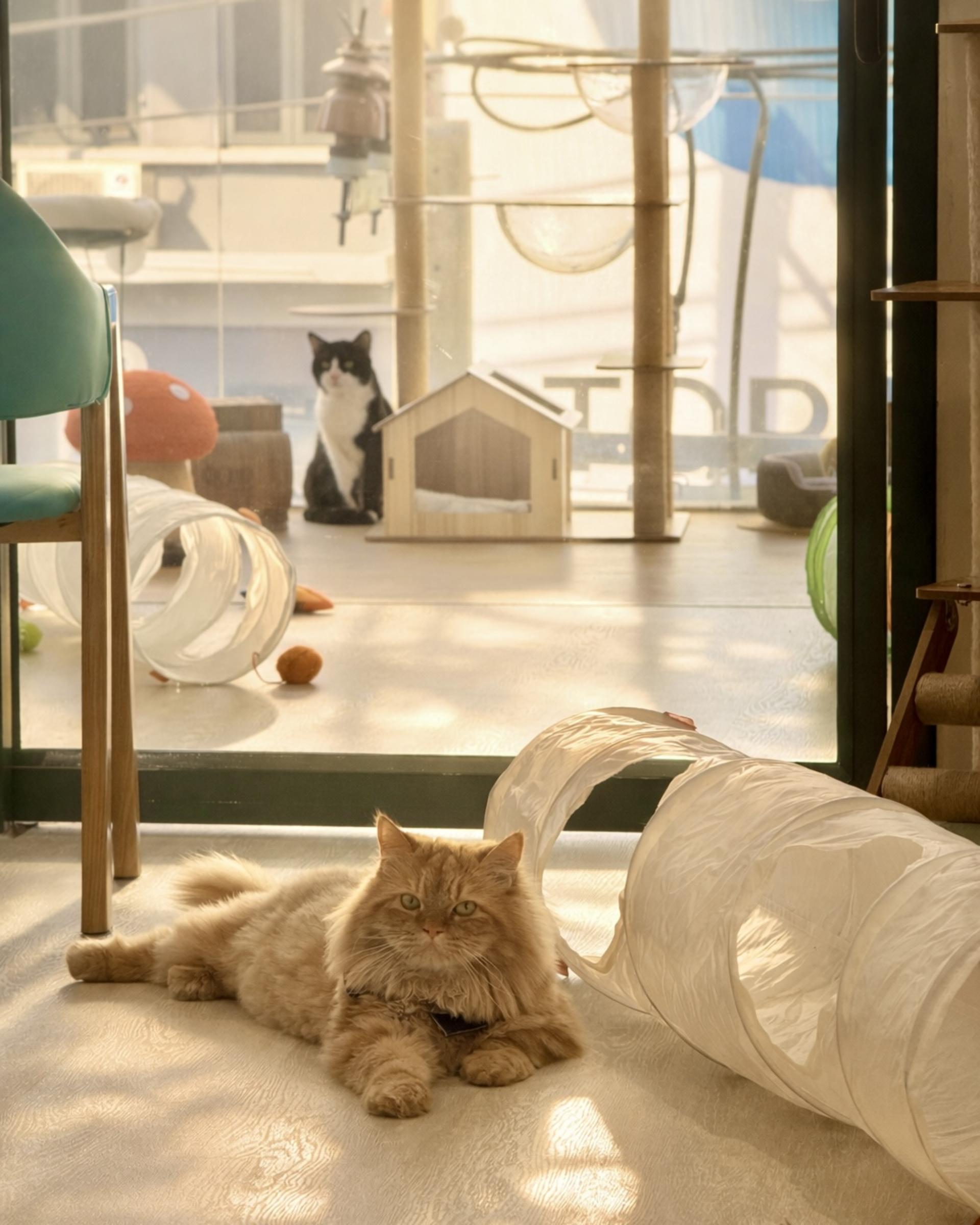Asok Pethouse Cat Cafe, Bangkok (BTS Asok) - Thumbnail 15