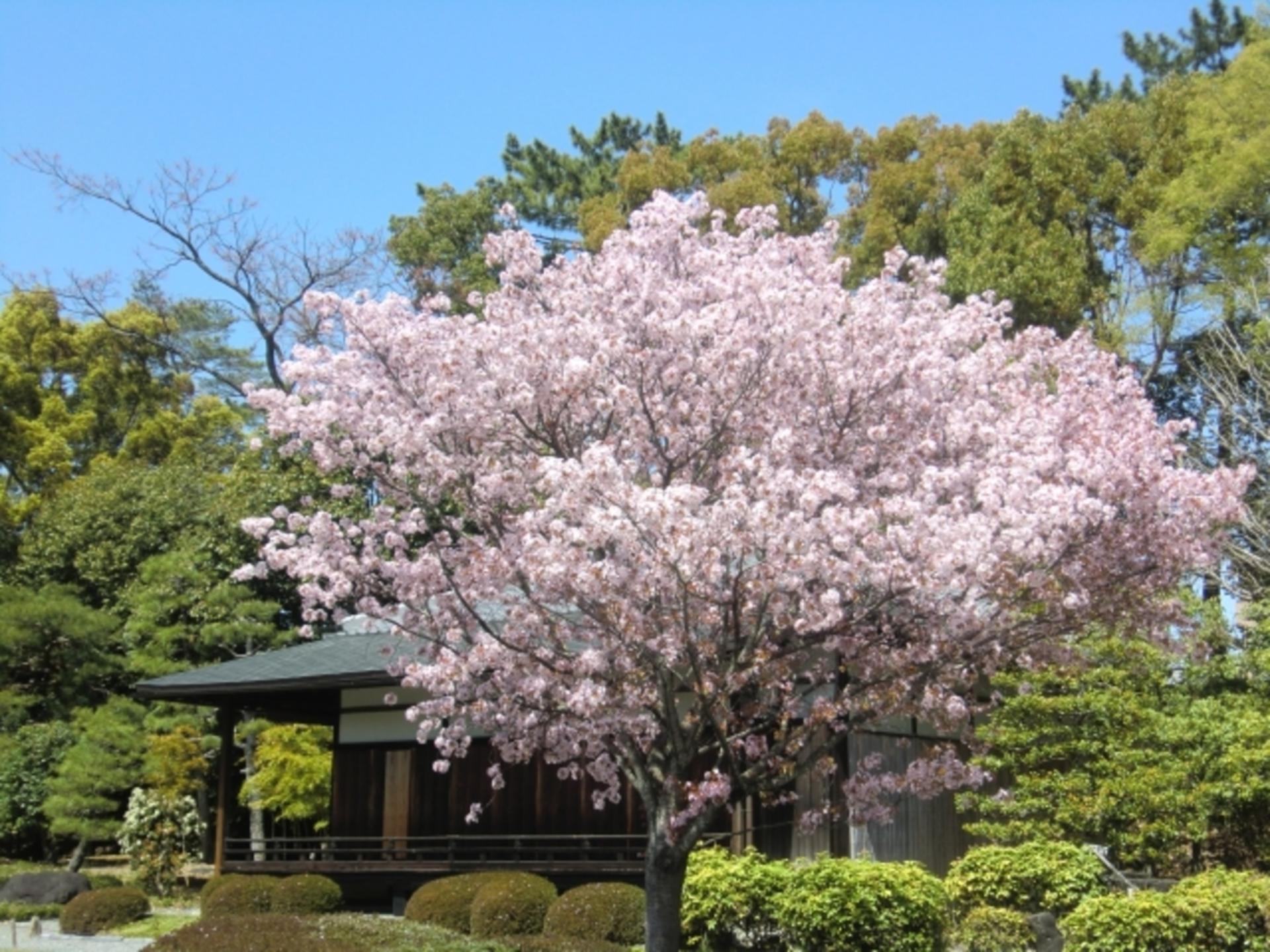 Kyoto: Nijo Castle Admission / World Heritage Guided Tour - Thumbnail 2