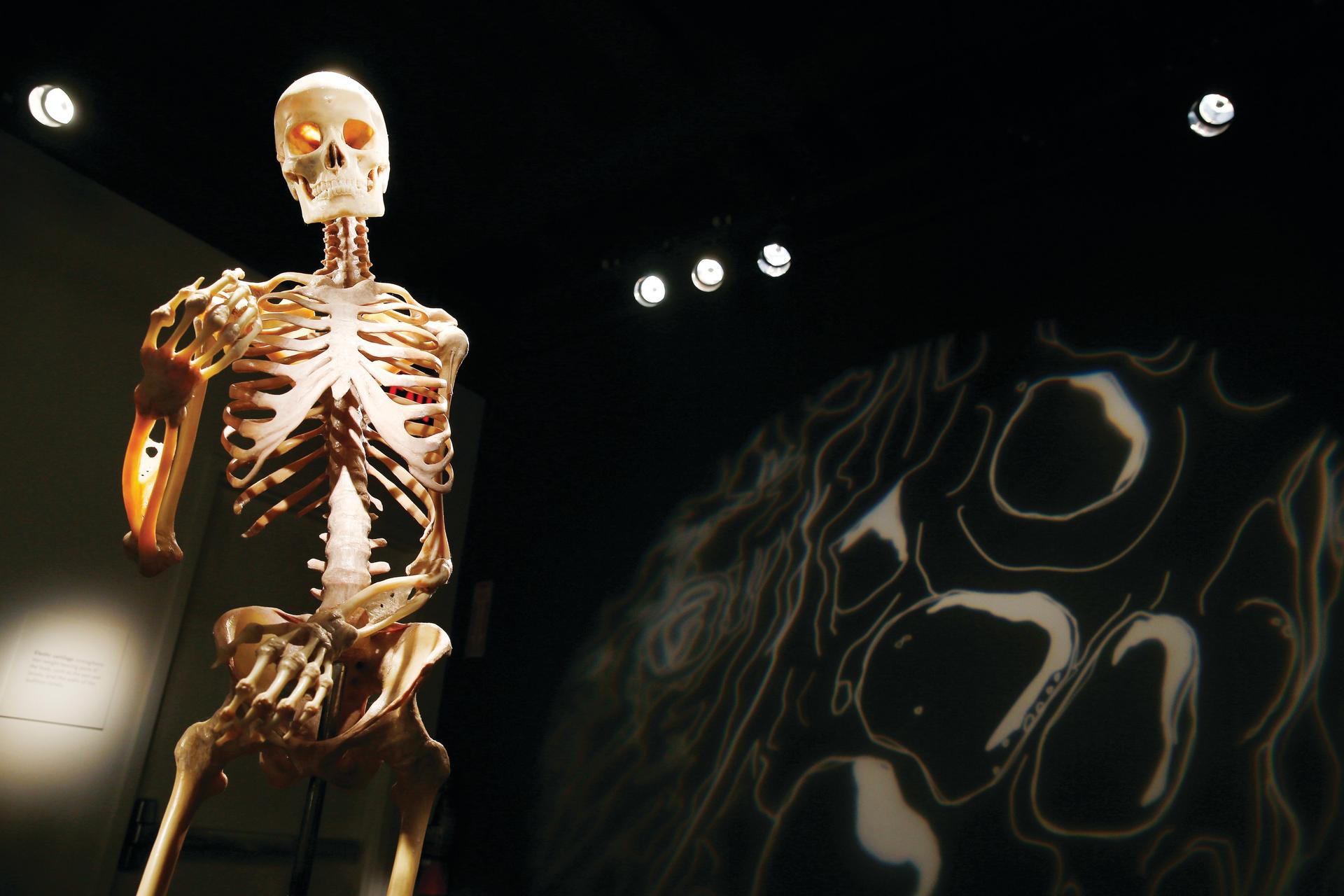 The Bodies Exhibition Ticket in Las Vegas - Thumbnail 3