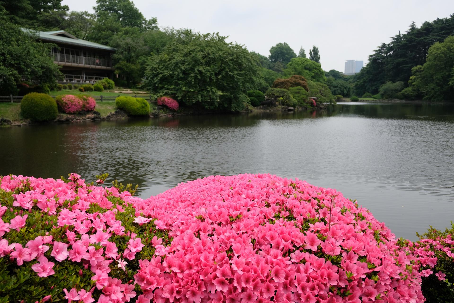 Shinjuku Gyoen National Garden - 2 Hours Walking Tour - Thumbnail 8