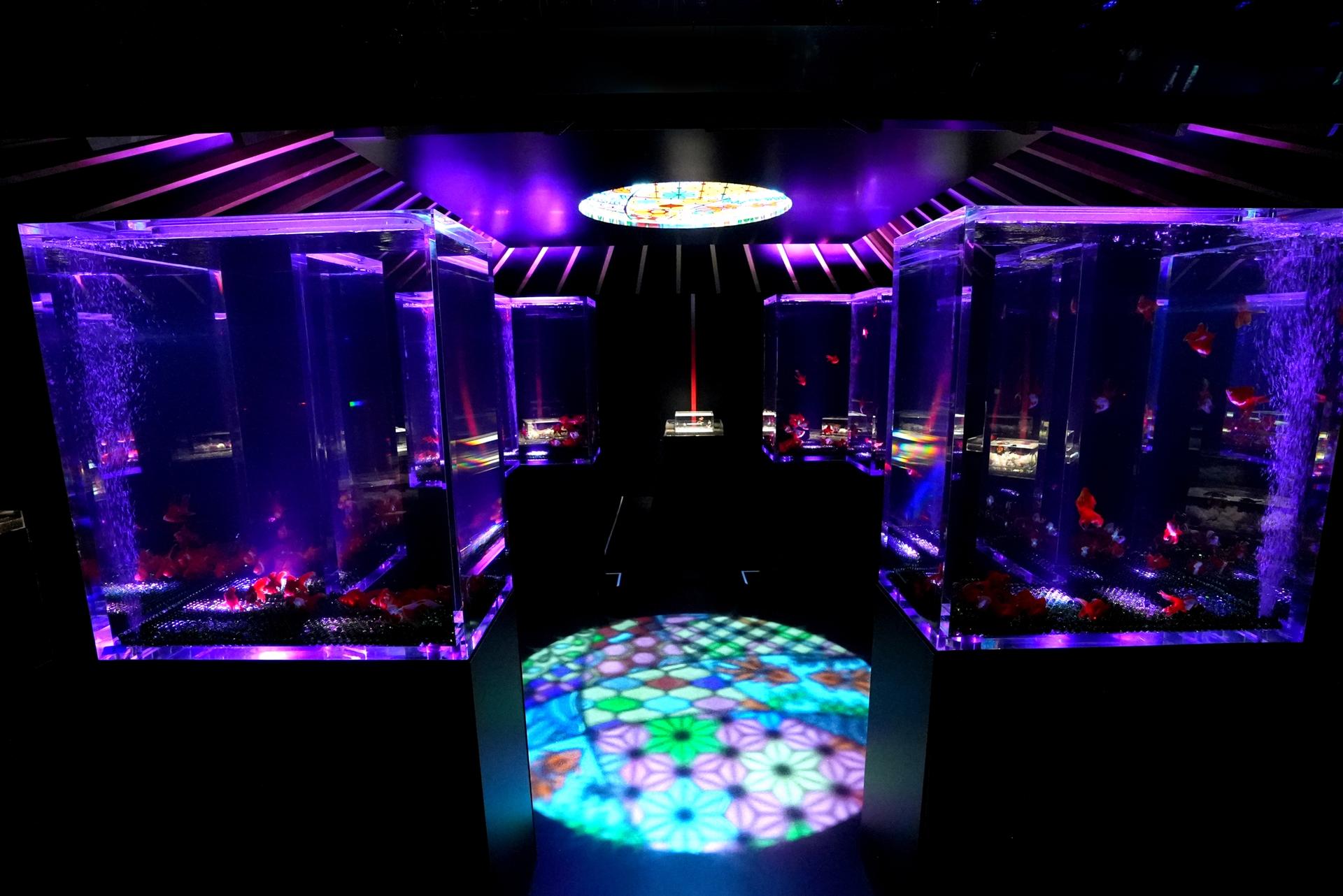 Art Aquarium Exhibition in Nagoya - Thumbnail 2