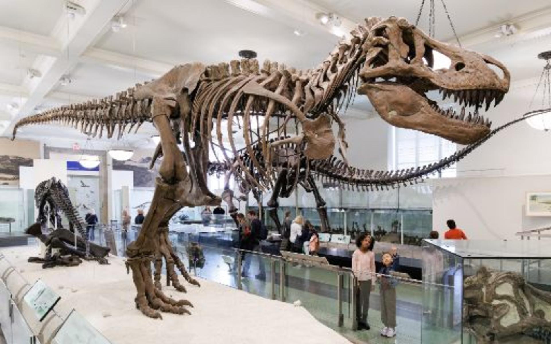 American Museum of Natural History Ticket - Thumbnail 6