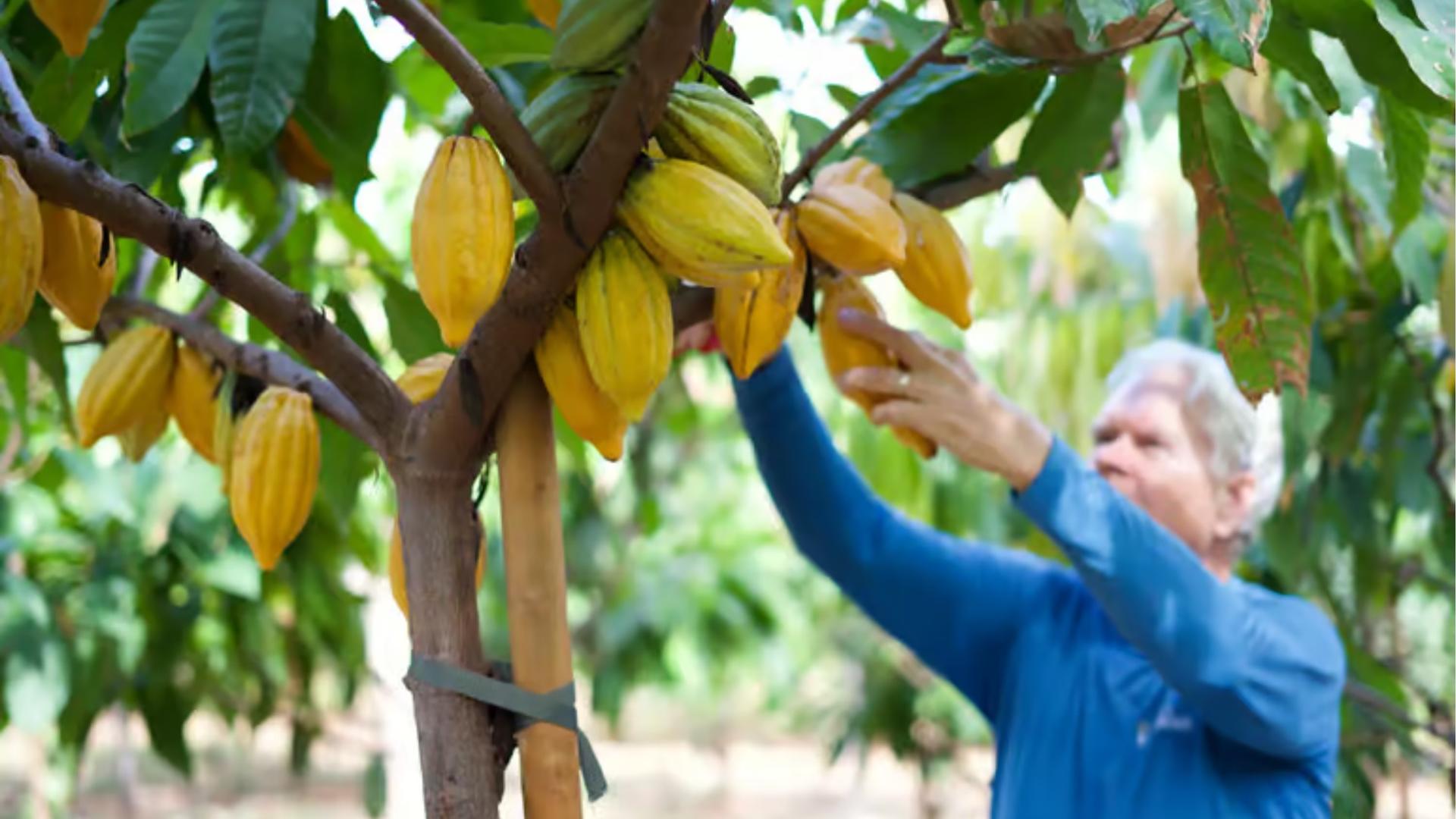 Maui Ku'ia Estate Cacao Farm Tour in Lahaina - Thumbnail 3