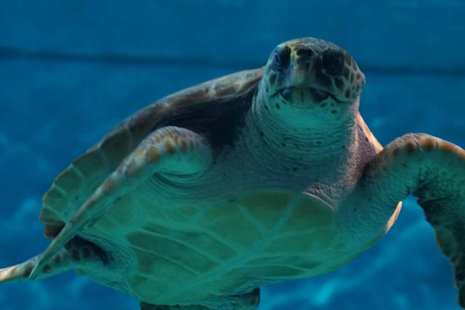 Seville Aquarium Ticket in Spain - Thumbnail 4