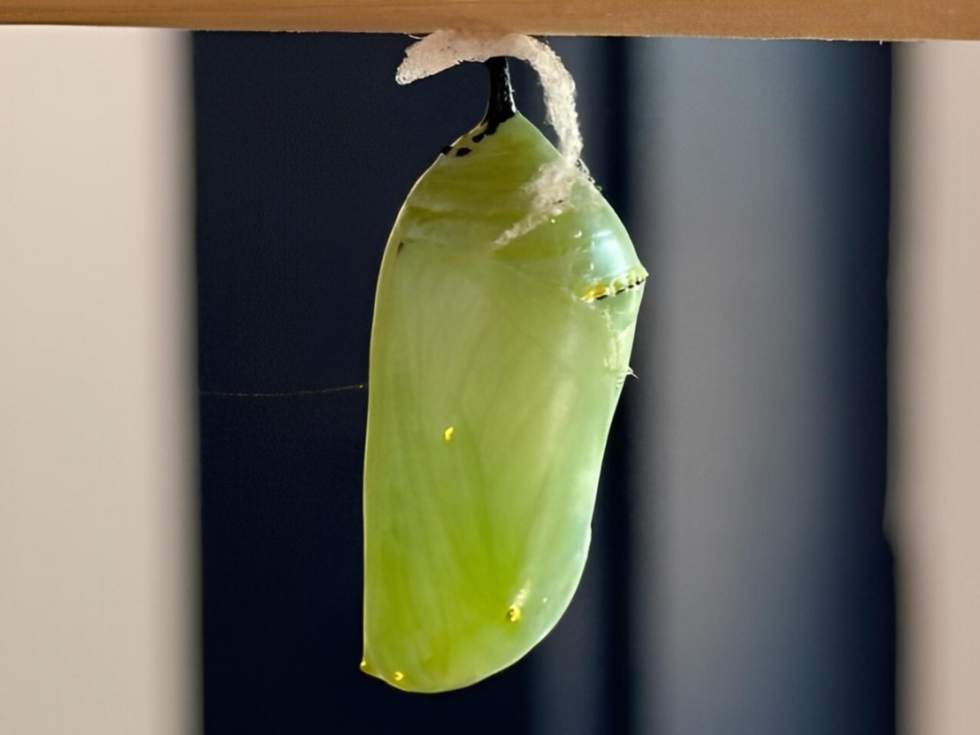 Haiku Butterfly Garden Tour - Thumbnail 4
