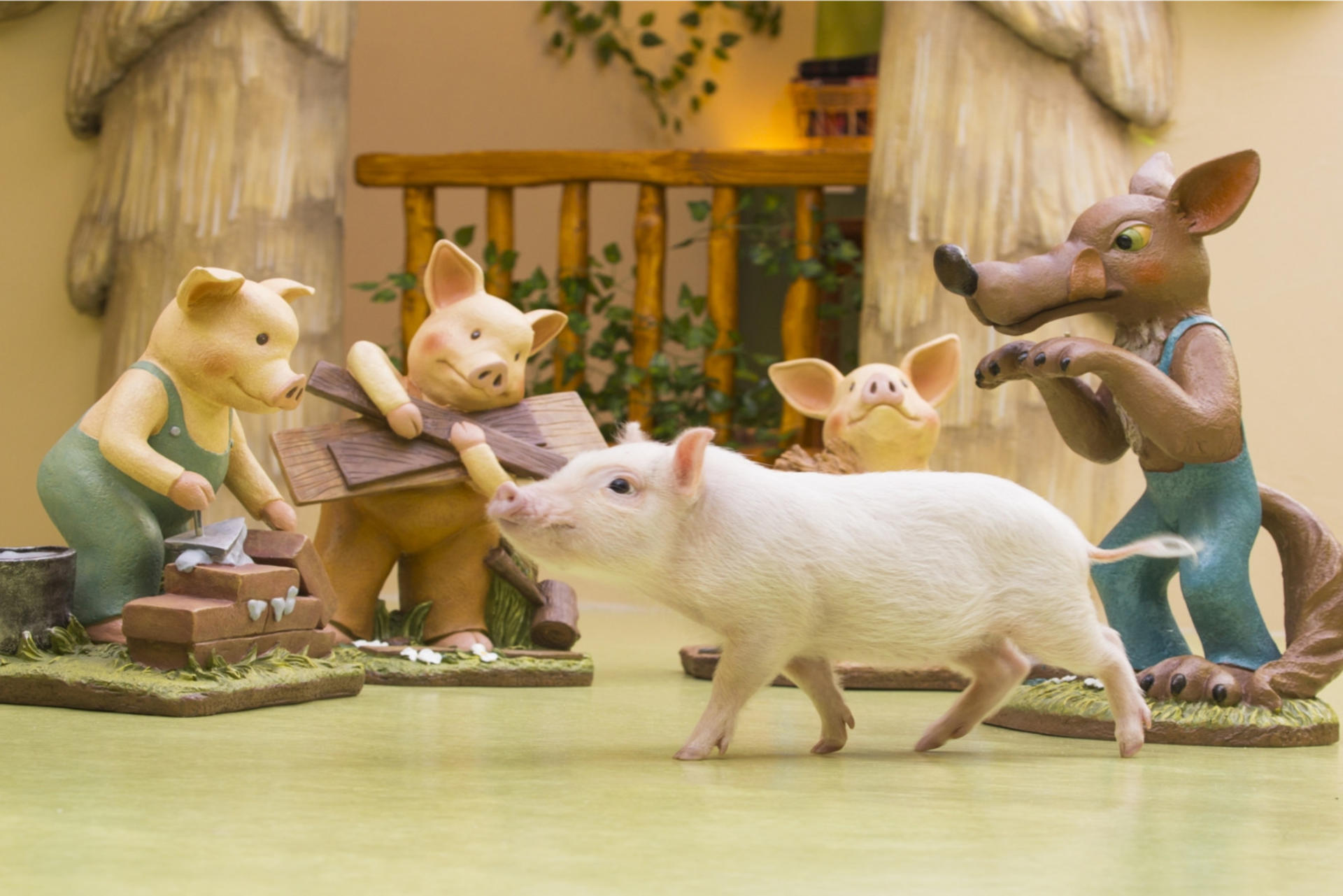 Mipig, a café where you can interact with micro pigs (Harajuku Takeshita Street branch) - Thumbnail 6