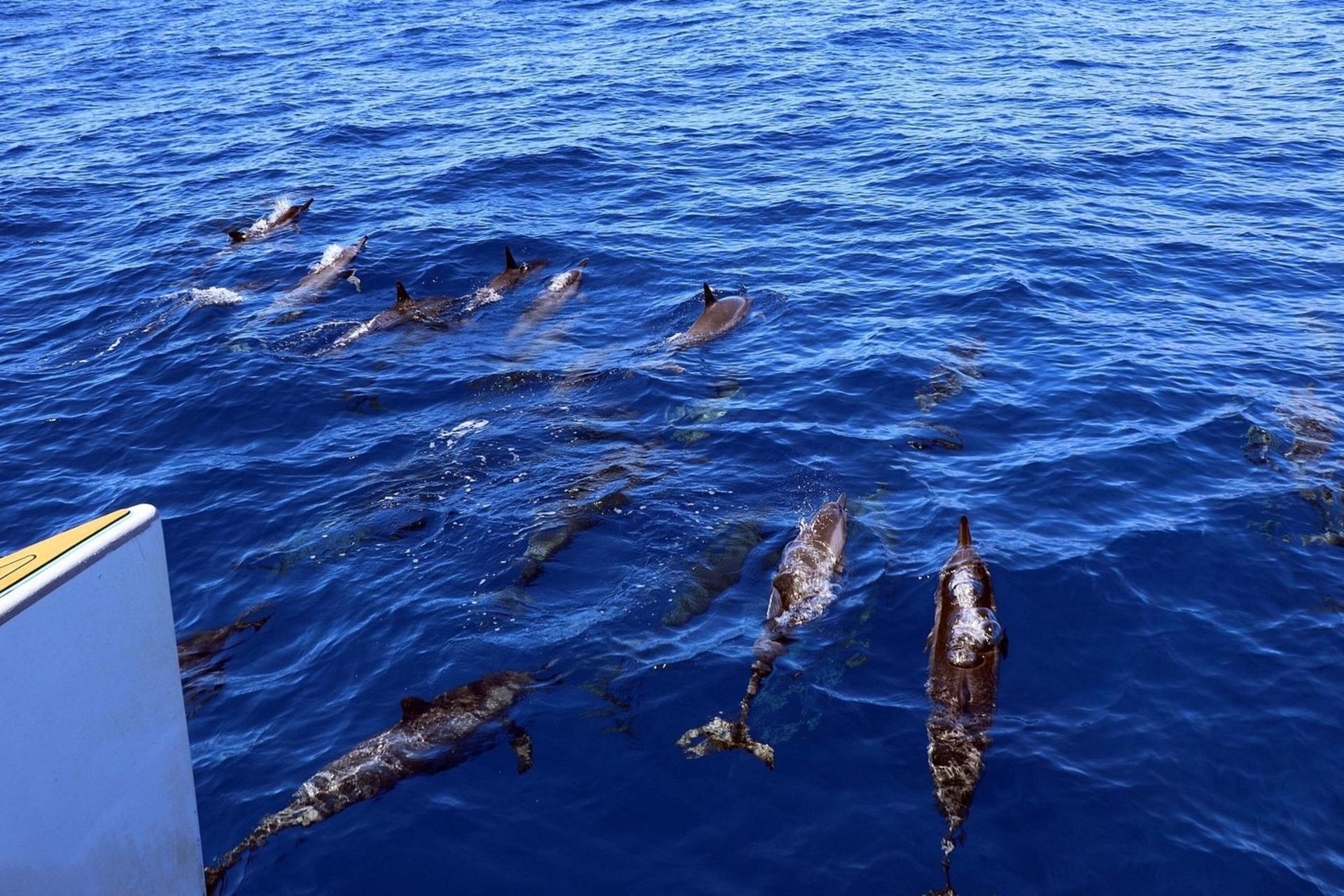 Luxury Afternoon Snorkeling Cruise and Dolphin Watch from Ko Olina - Thumbnail 12