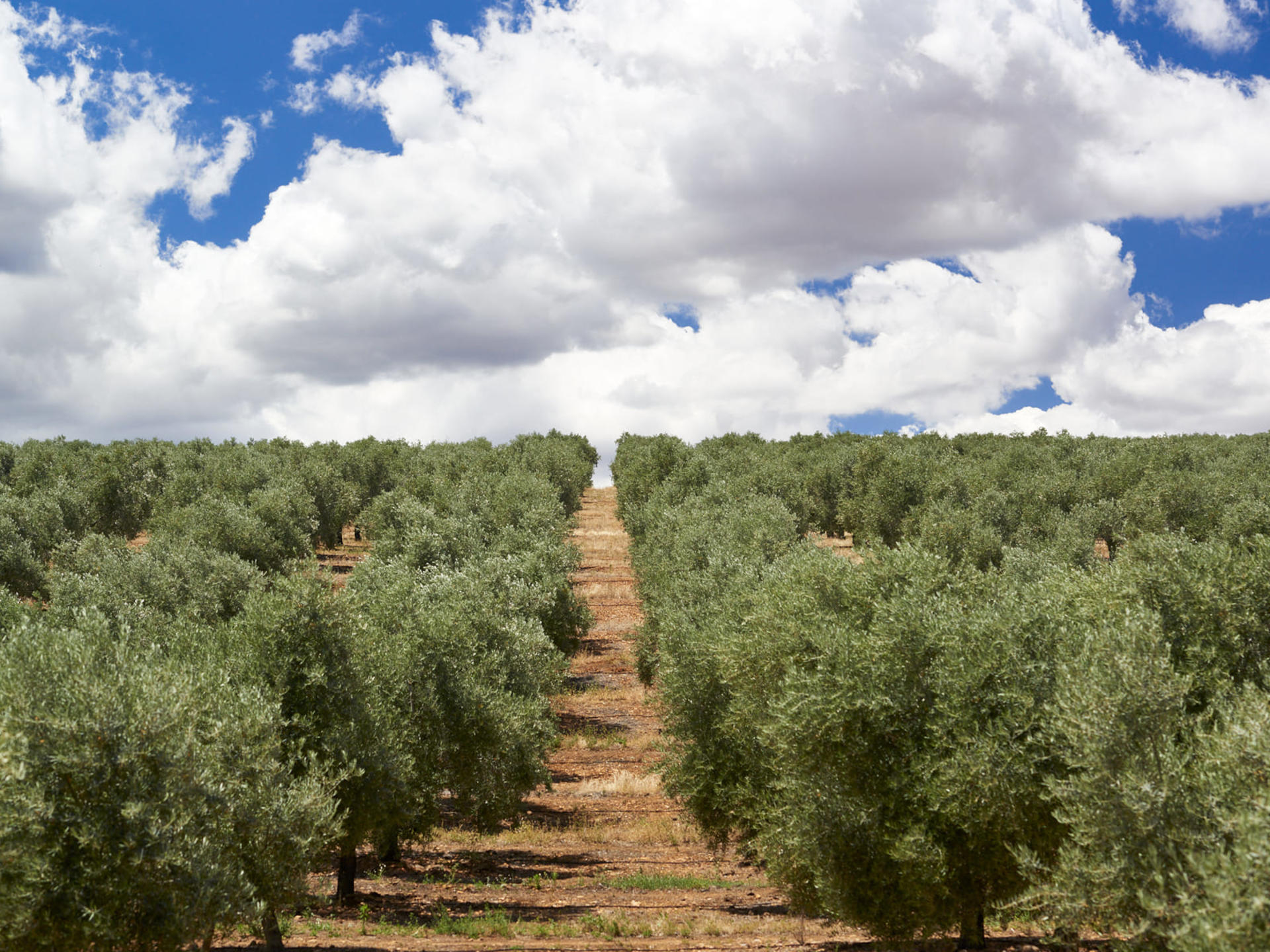 Úbeda & Baeza Half-Day Private Tour - Thumbnail 2