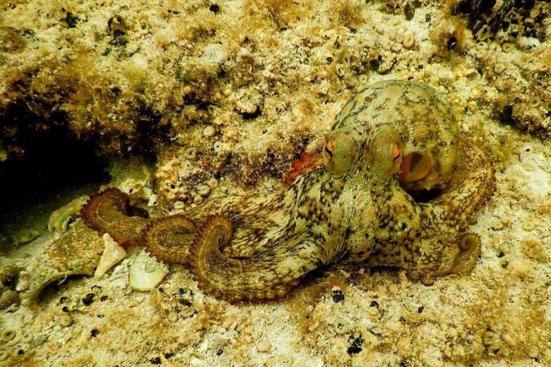 Rottnest Island Guided Snorkelling Tour - Thumbnail 5
