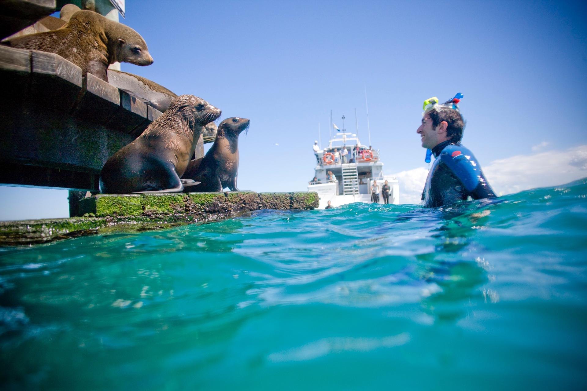 Snorkel with Seals and Sea Dragons Mornington Peninsula - Thumbnail 3