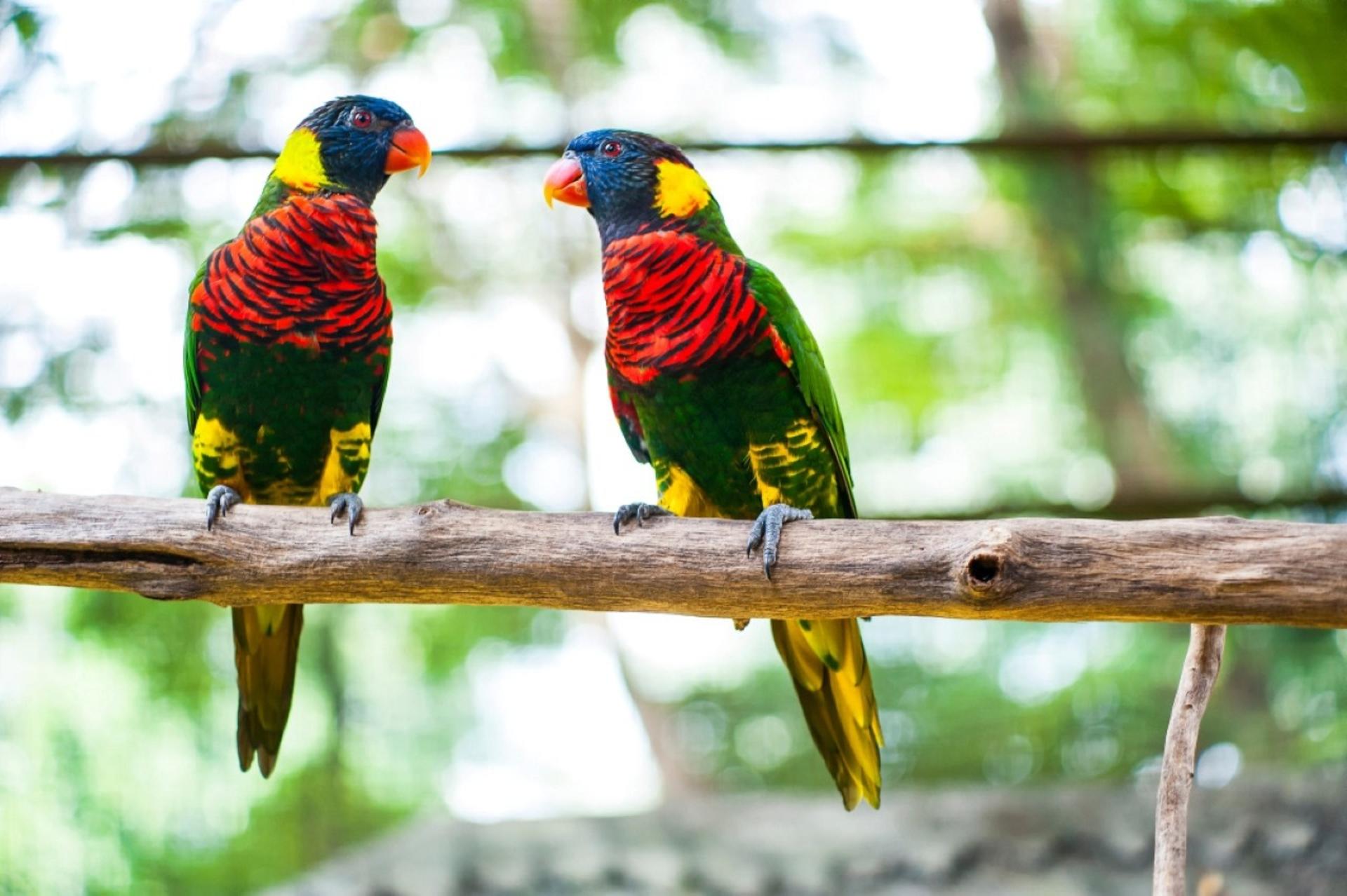 KL Bird Park, Butterfly Park and Garden Tour with Scenic Buggy Ride - Image 1
