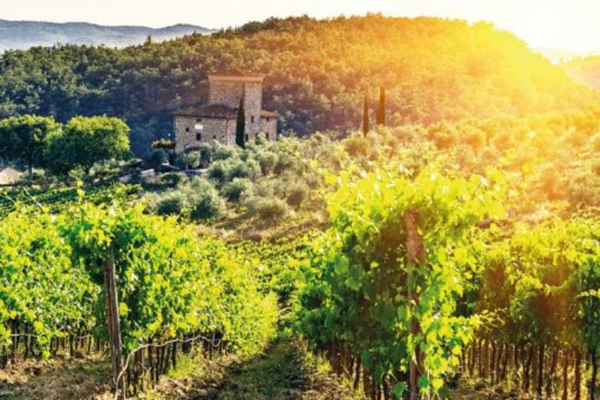 Chianti Half Day Wine tour from Florence - Thumbnail 7