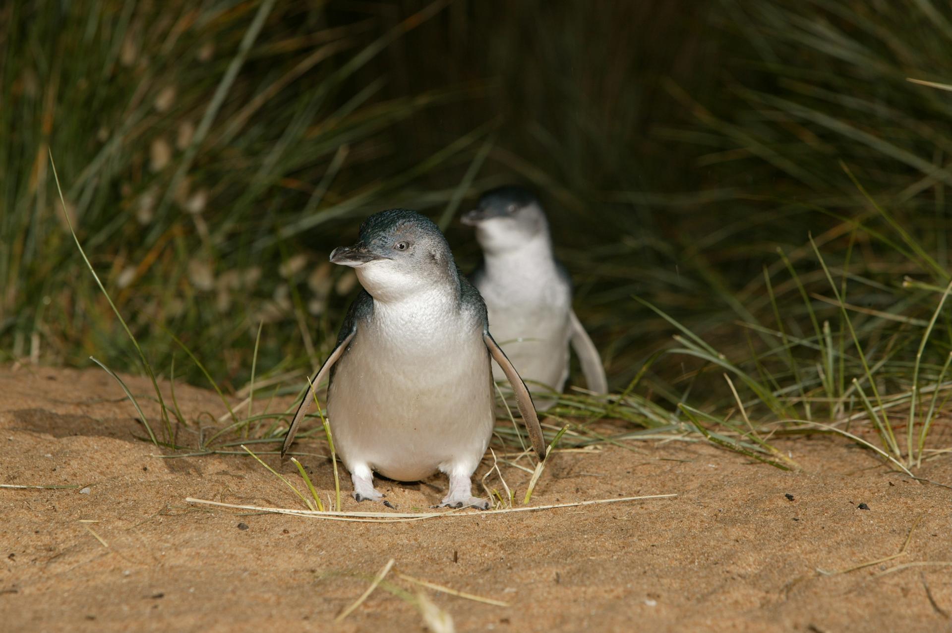 Melbourne Phillip Island Full-Day Guided Tour with Penguin Parade - Image 1
