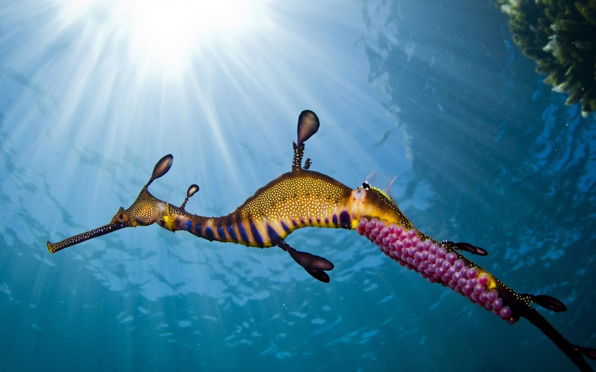 Snorkel with Seals and Sea Dragons Mornington Peninsula - Image 1