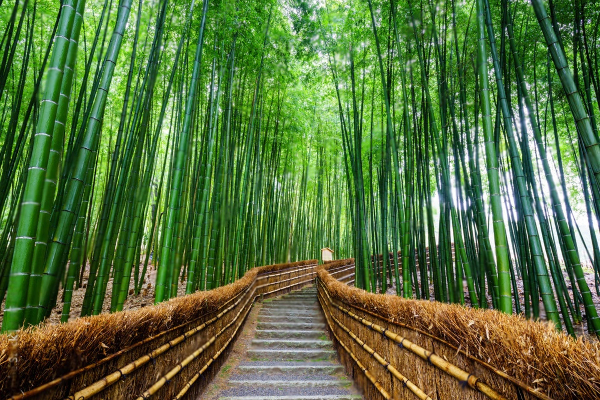 10 Day Japan Private Tour Unveiling Maximum Attractions - Thumbnail 22