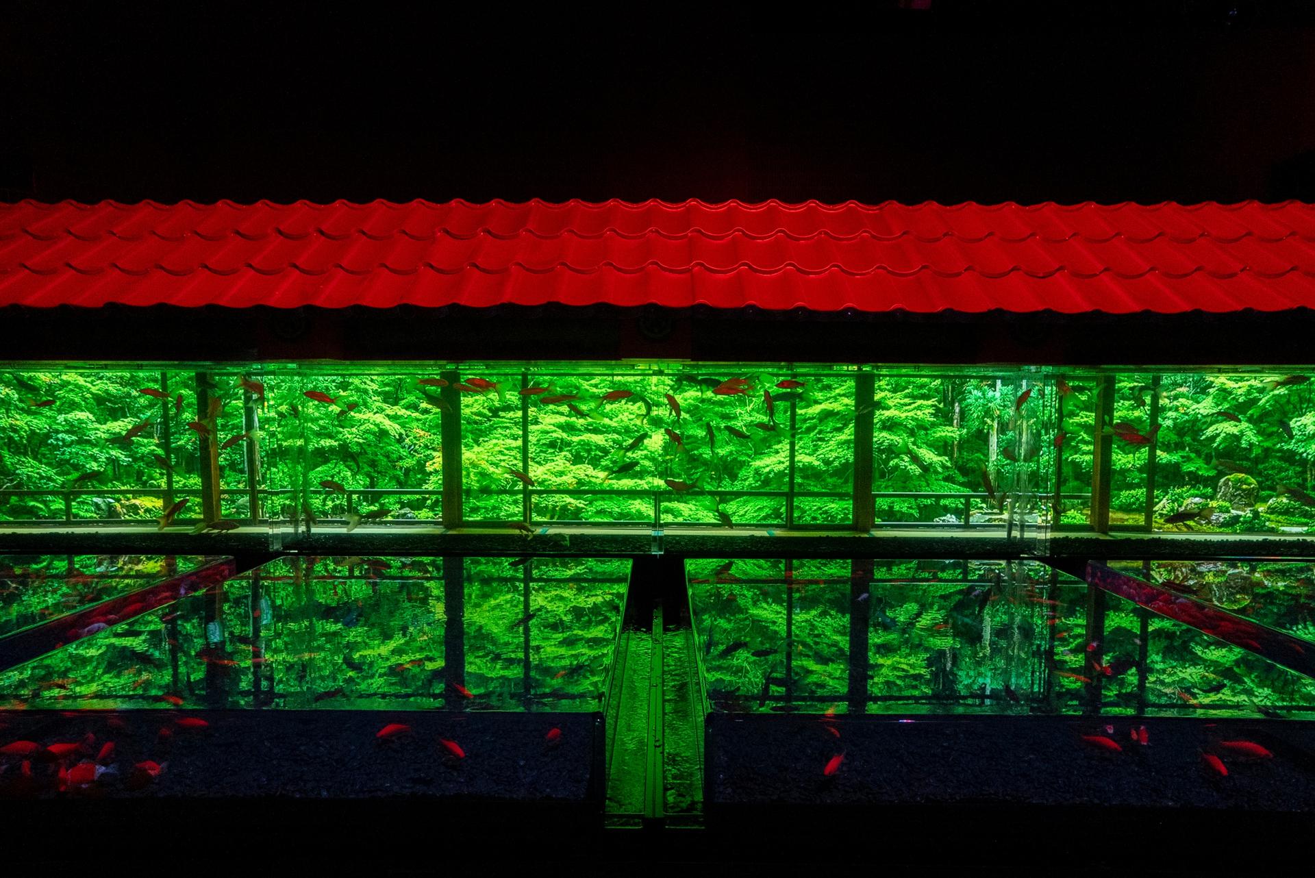 Art Aquarium Exhibition in Nagoya - Thumbnail 5