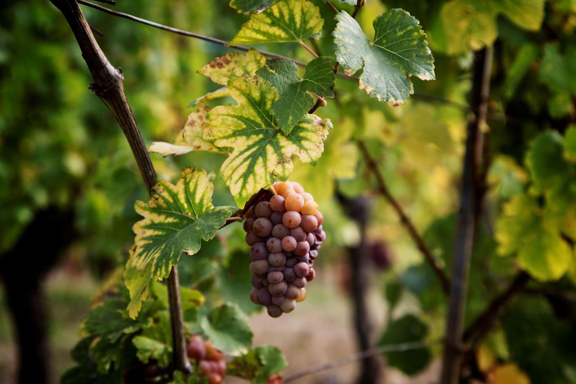 Alsace vineyard tour from Strasbourg - Thumbnail 6