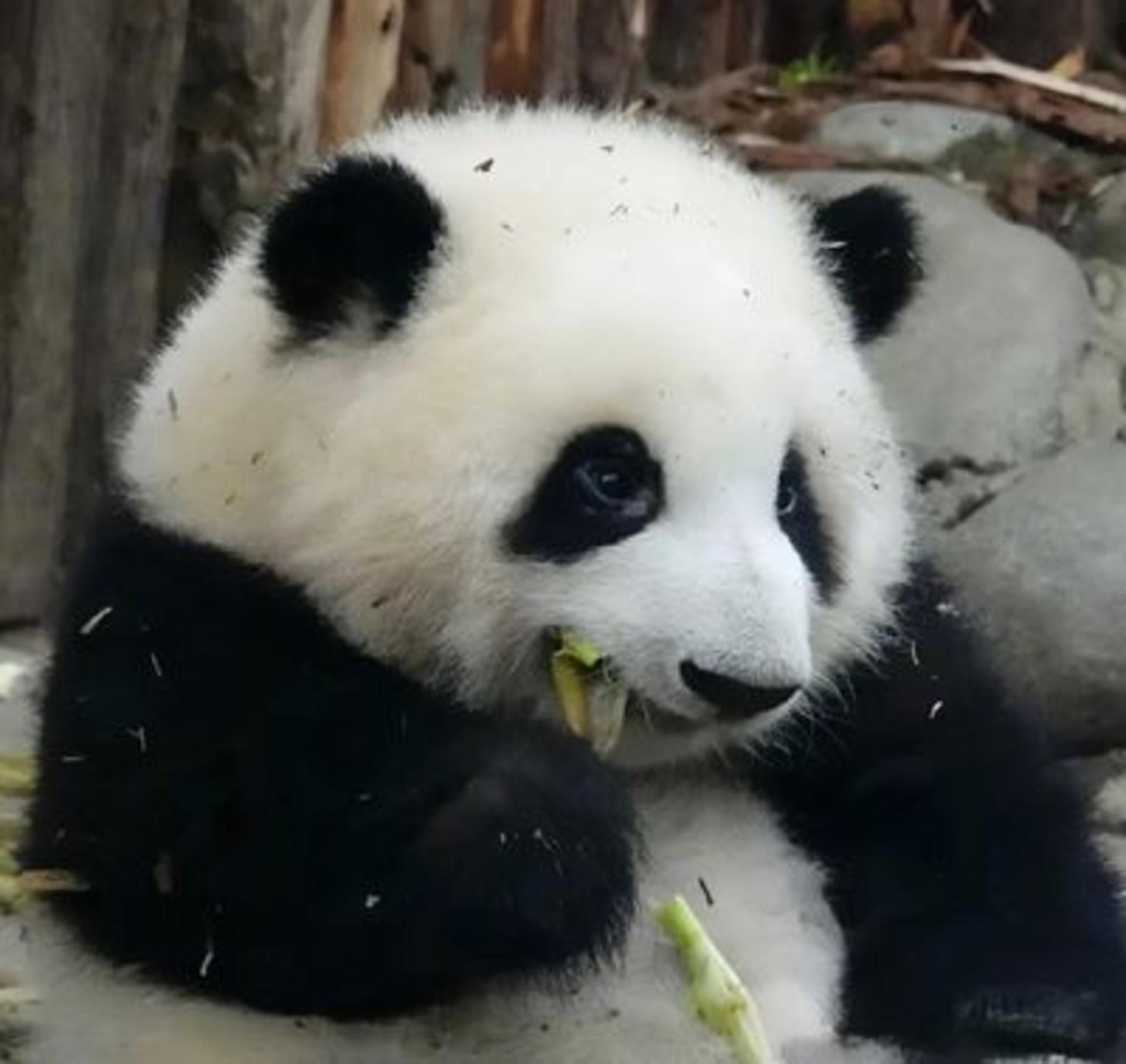 Chengdu Research Base of Giant Panda Breeding and Leshan Giant Buddha Exploration Tour - Thumbnail 3
