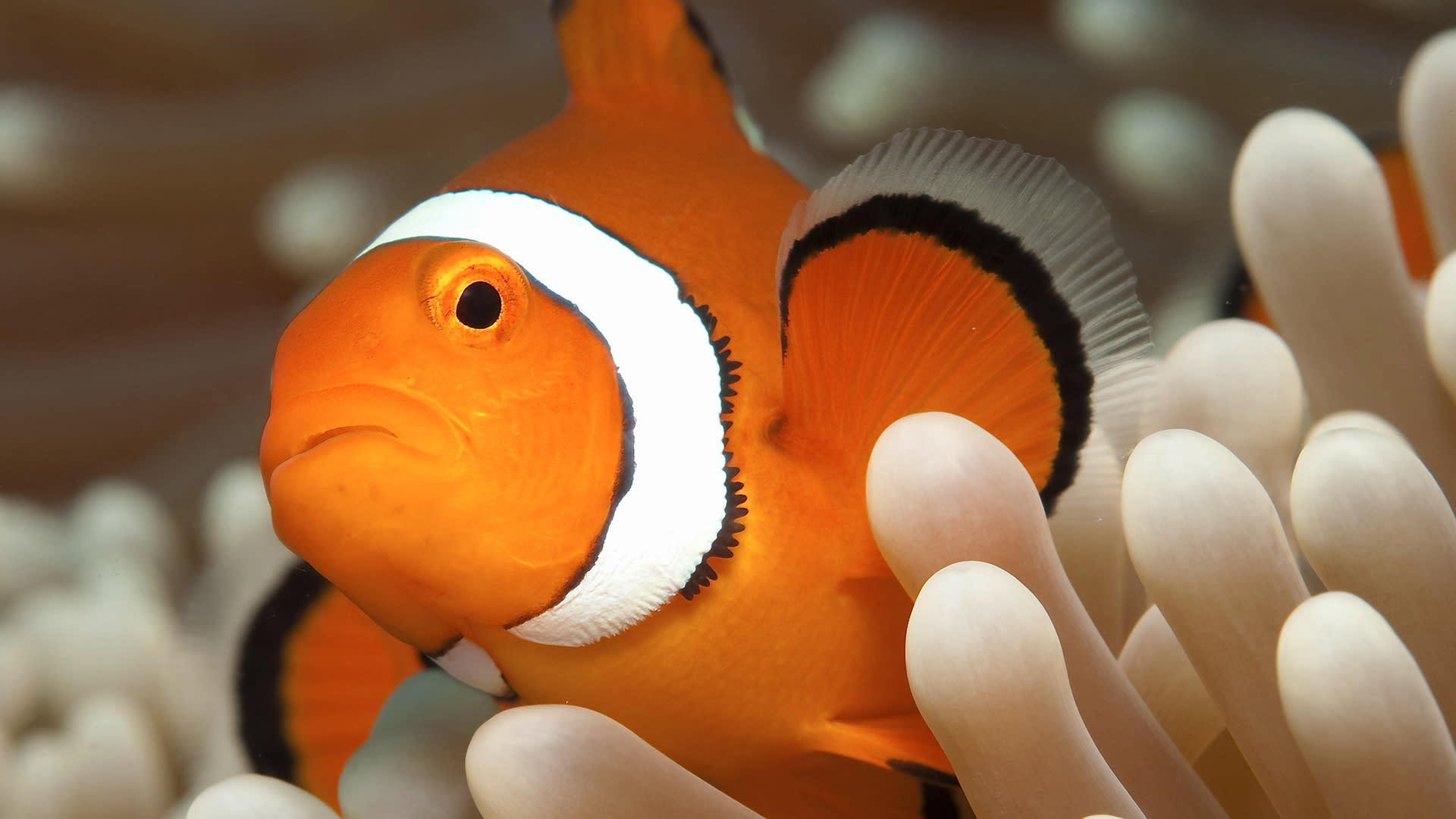 AquaQuest Day Trip to the Outer Reef - Thumbnail 3