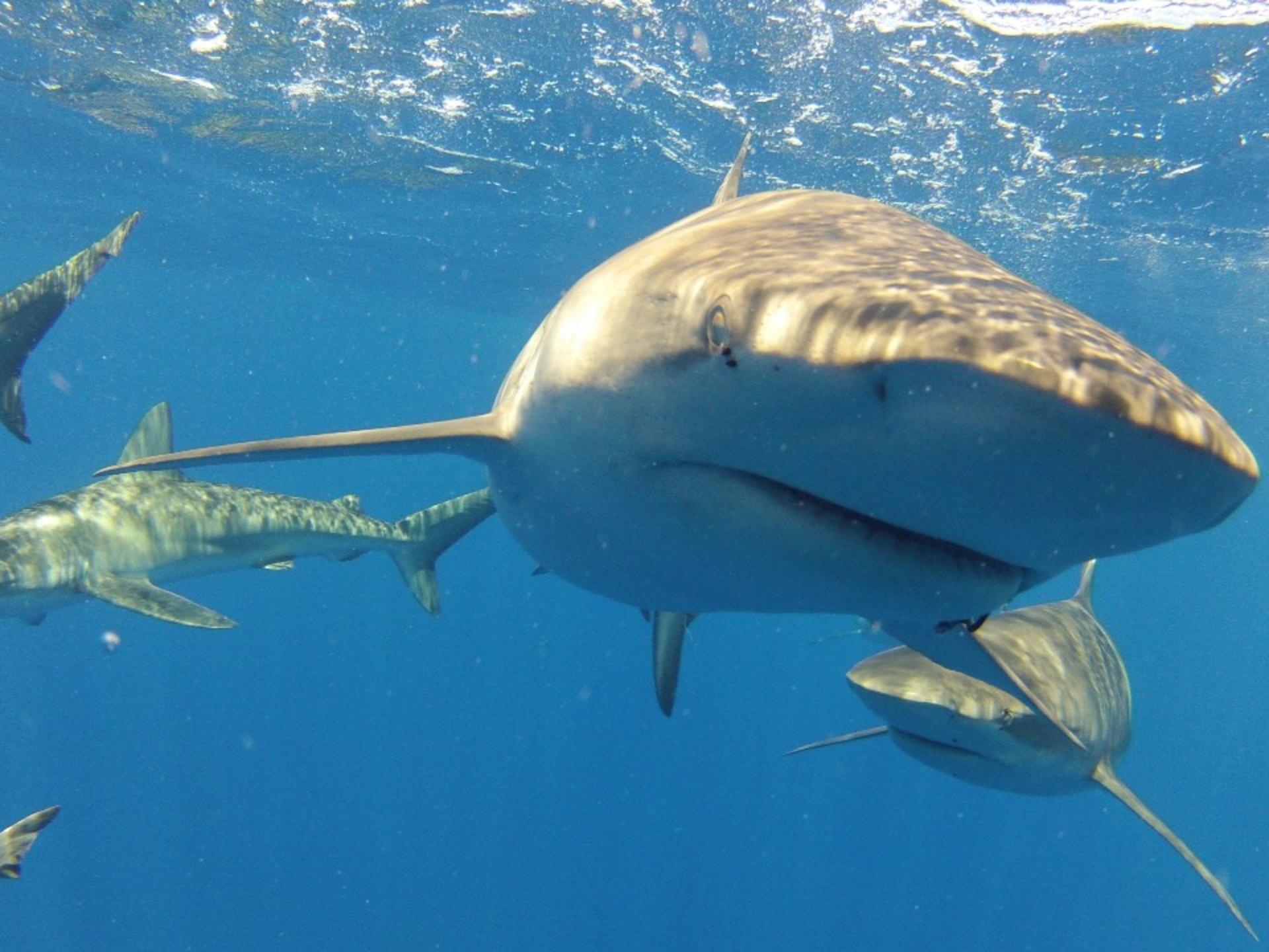 North Shore Shark Cage Diving Adventure in Oahu - Thumbnail 4