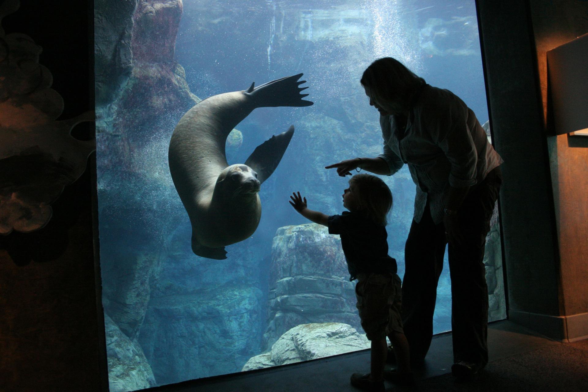 Aquarium of the Pacific Ticket in California - Thumbnail 3