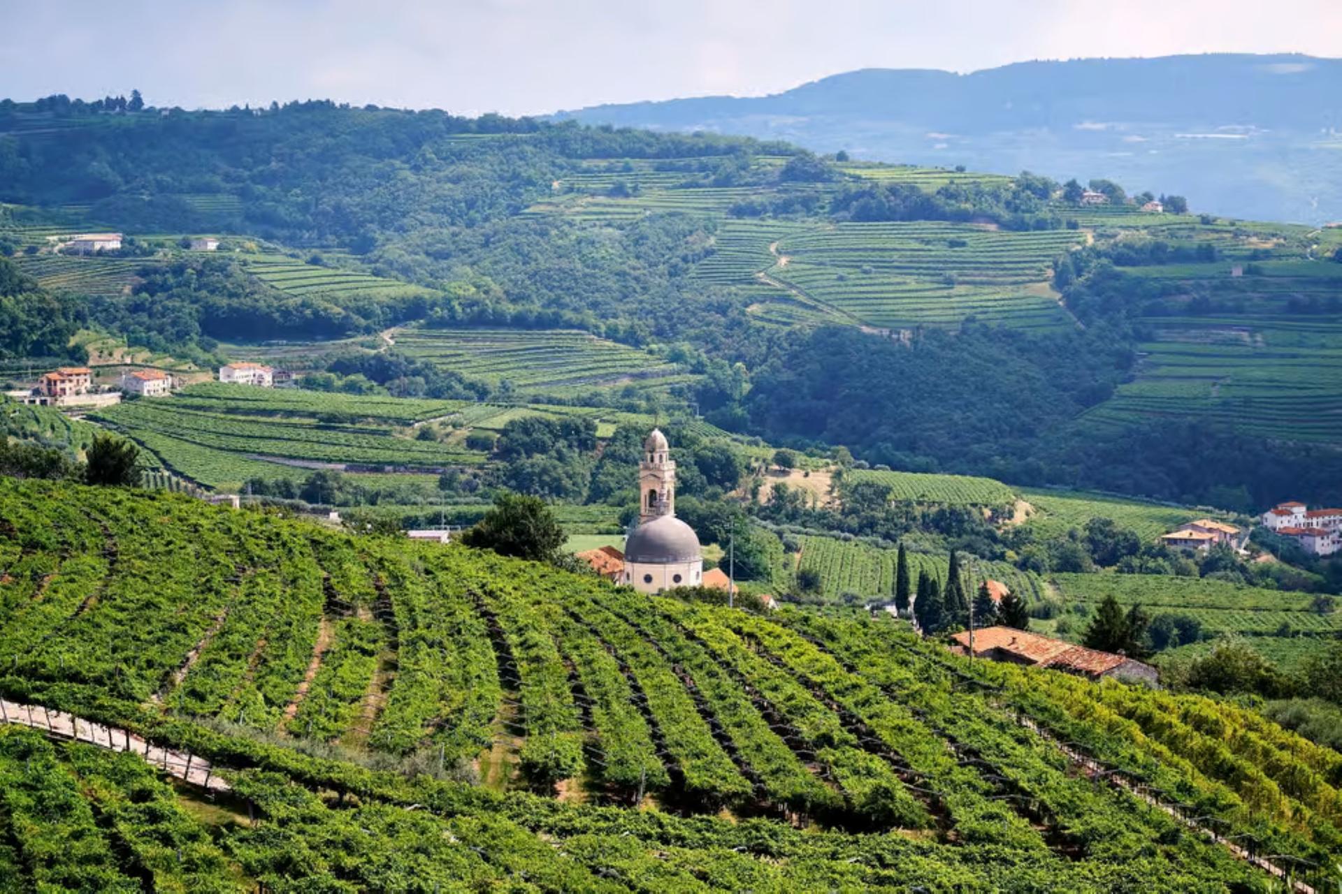 From Verona: Half-Day Valpolicella & Amarone Wine Experience - Thumbnail 9