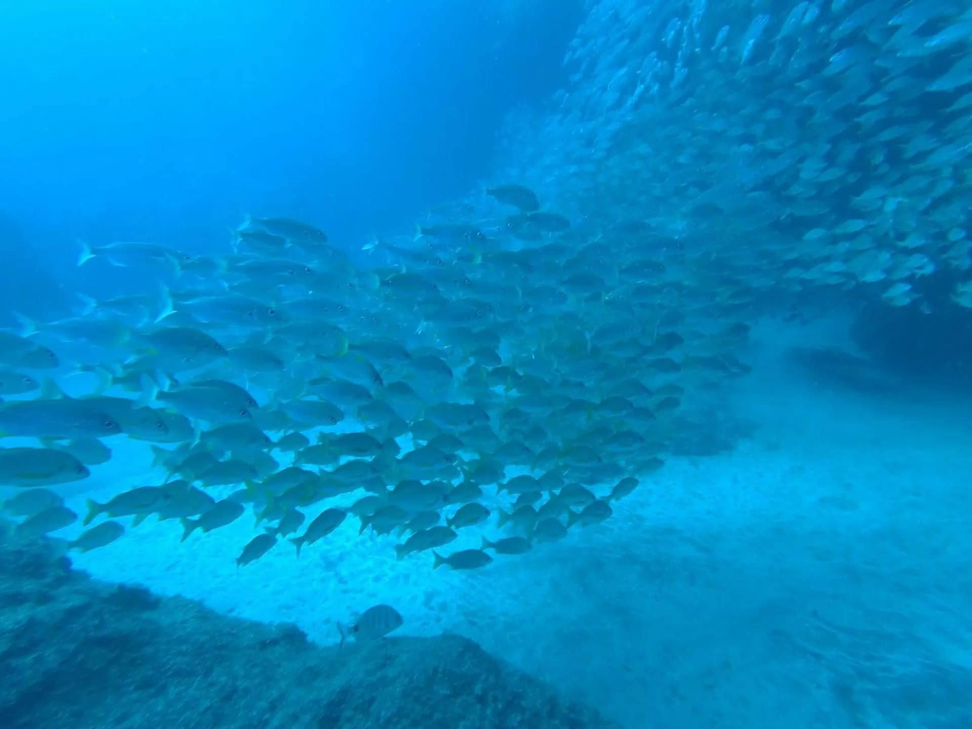 Explore Gran Canaria's Depths: Advanced Course with PADI 5* Center - Thumbnail 2