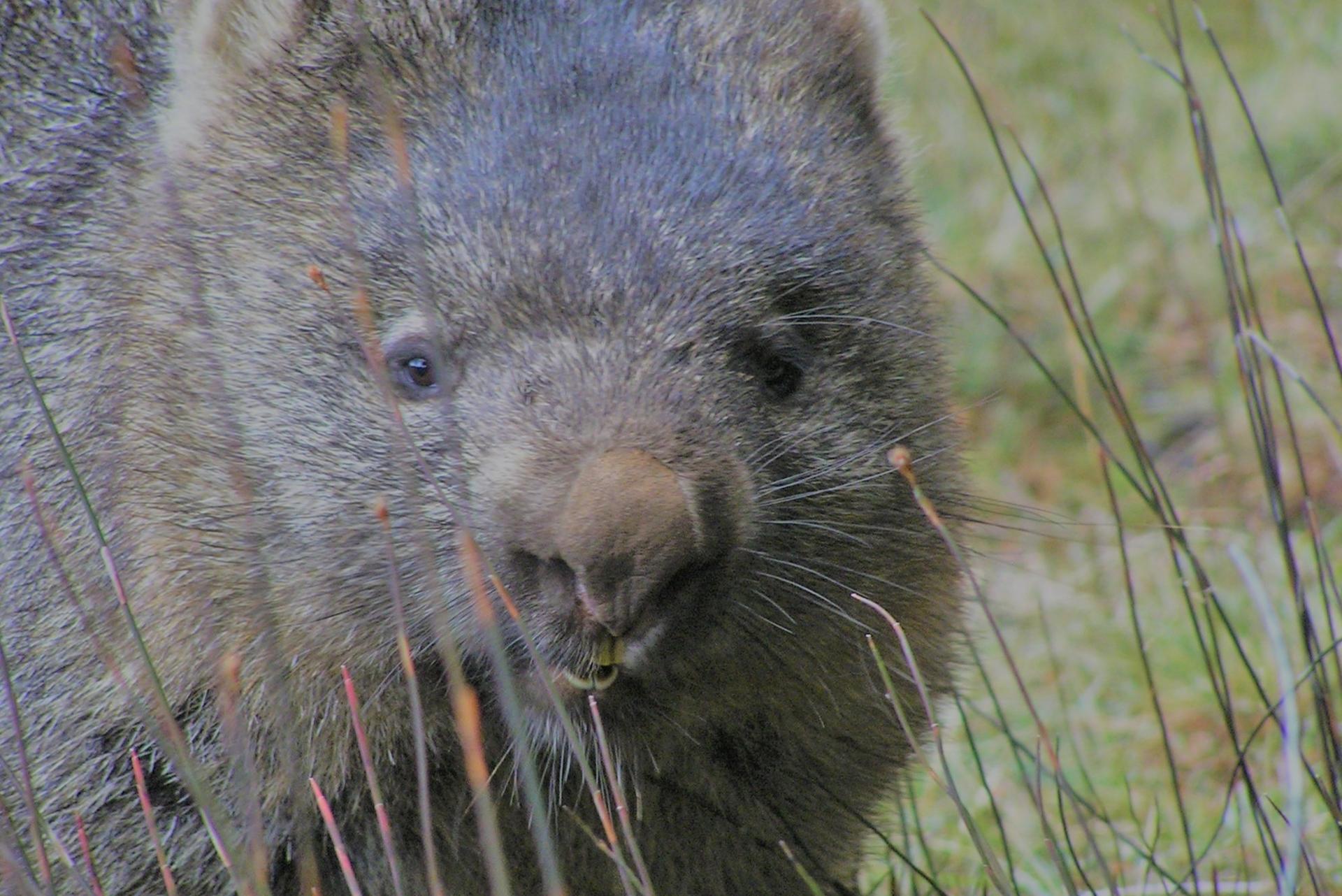 5D4N Famous 5 Tasmania Tour - Thumbnail 26