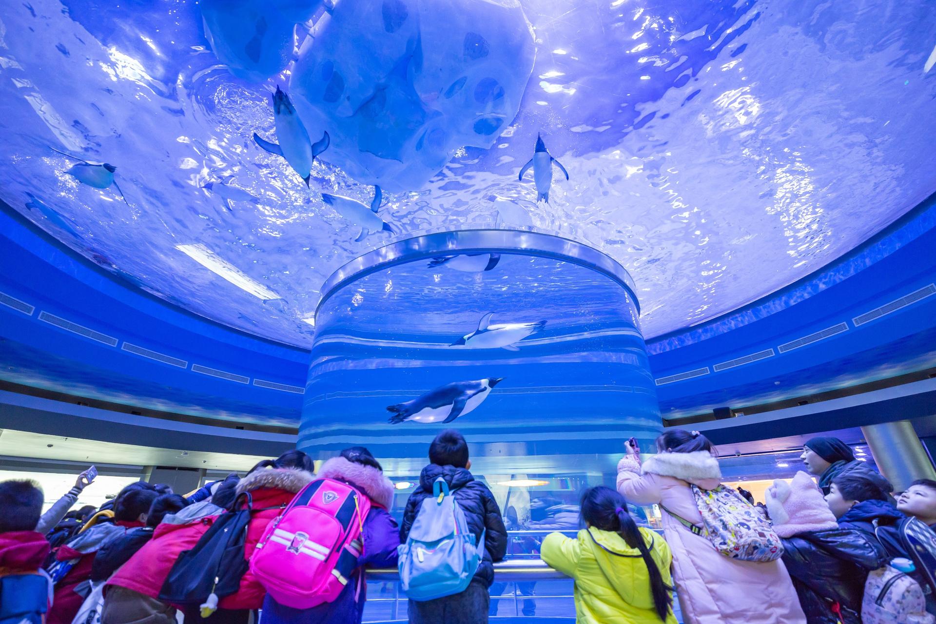 Shanghai Haichang Ocean Park Ticket - Thumbnail 7
