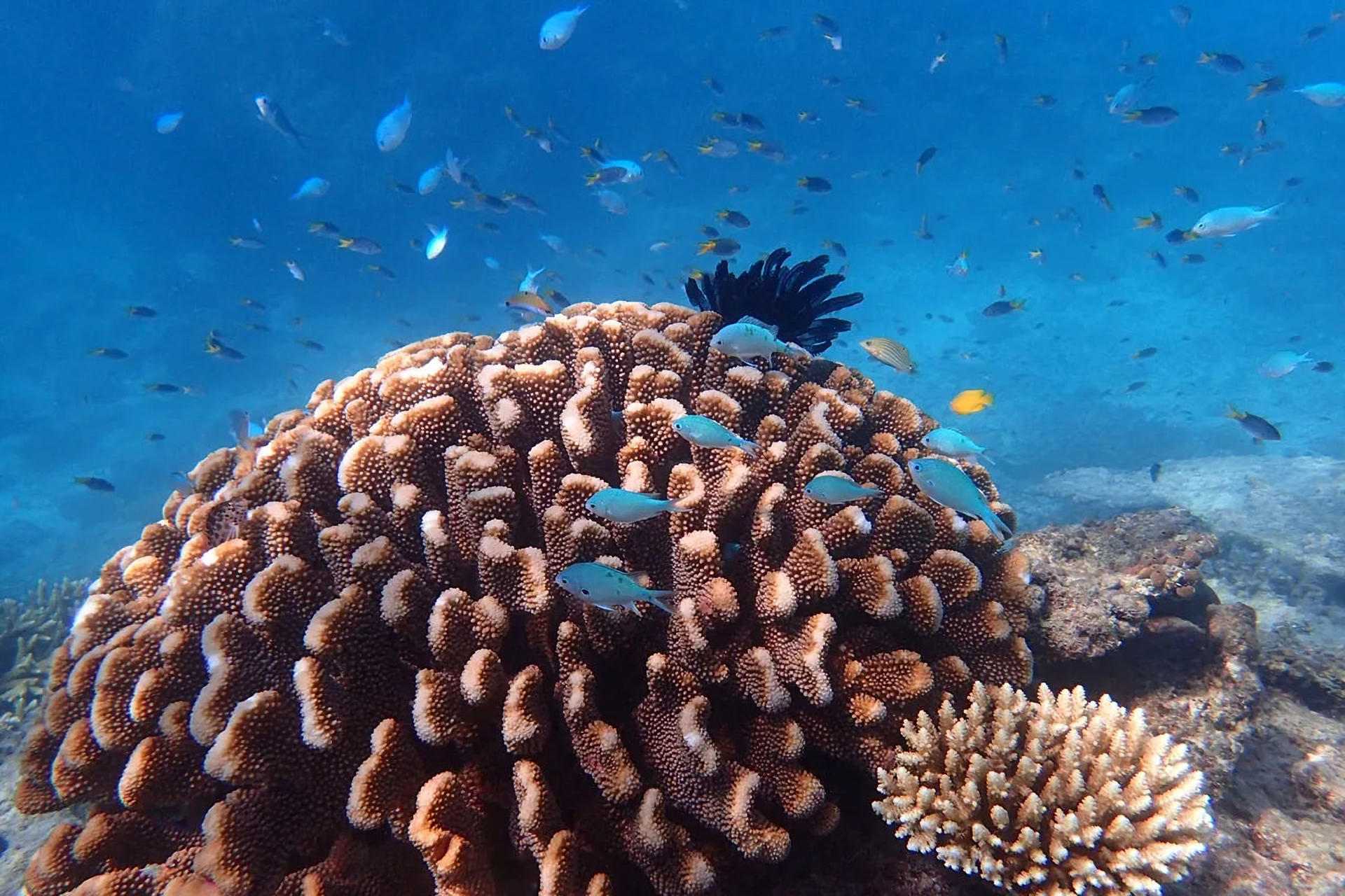 Outer Reef Snorkel and Dunk Island Small Group Tour from Cairns - Thumbnail 3
