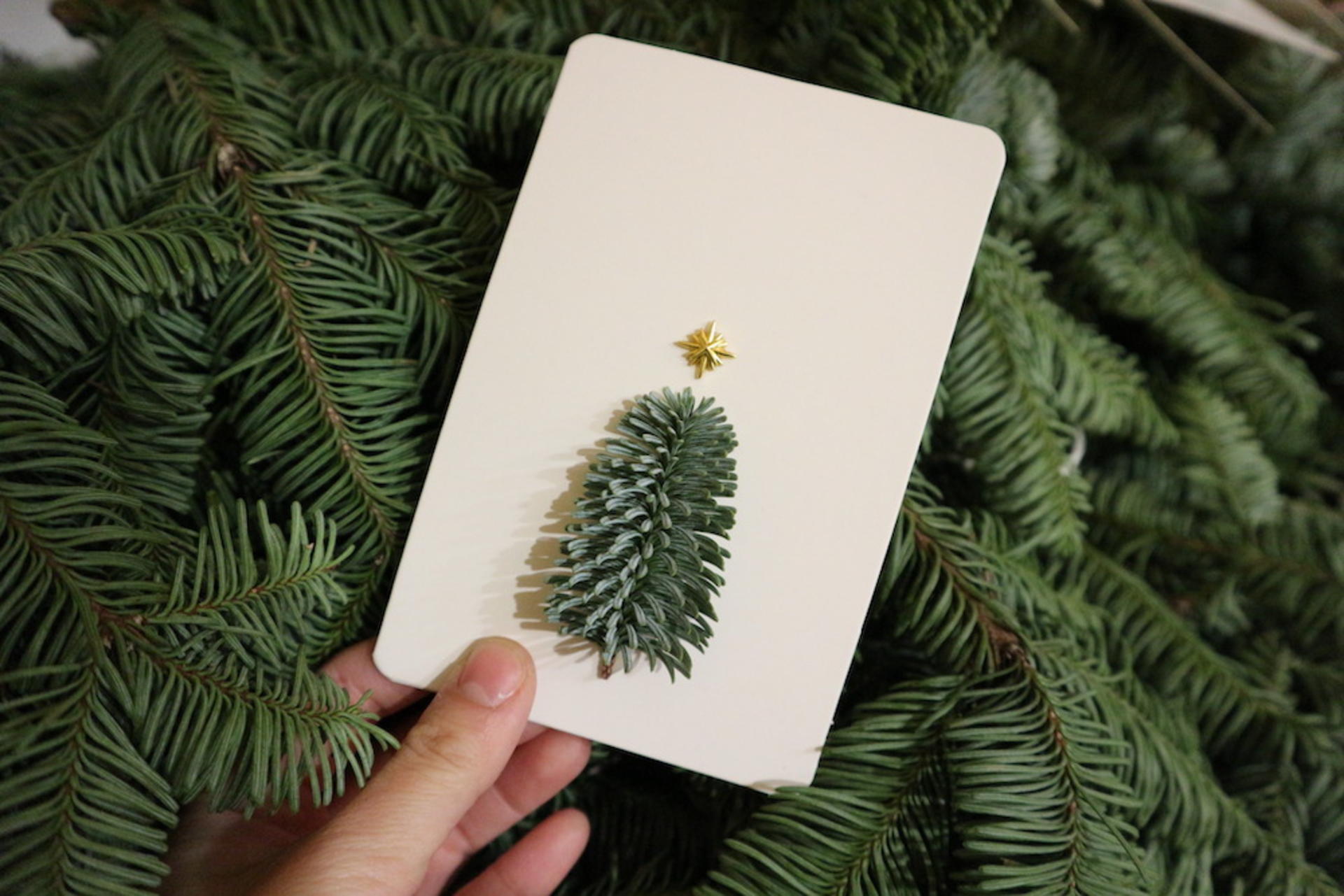 Myosotis Flower Christmas Pine Dried Flower Card Workshop - Thumbnail 5
