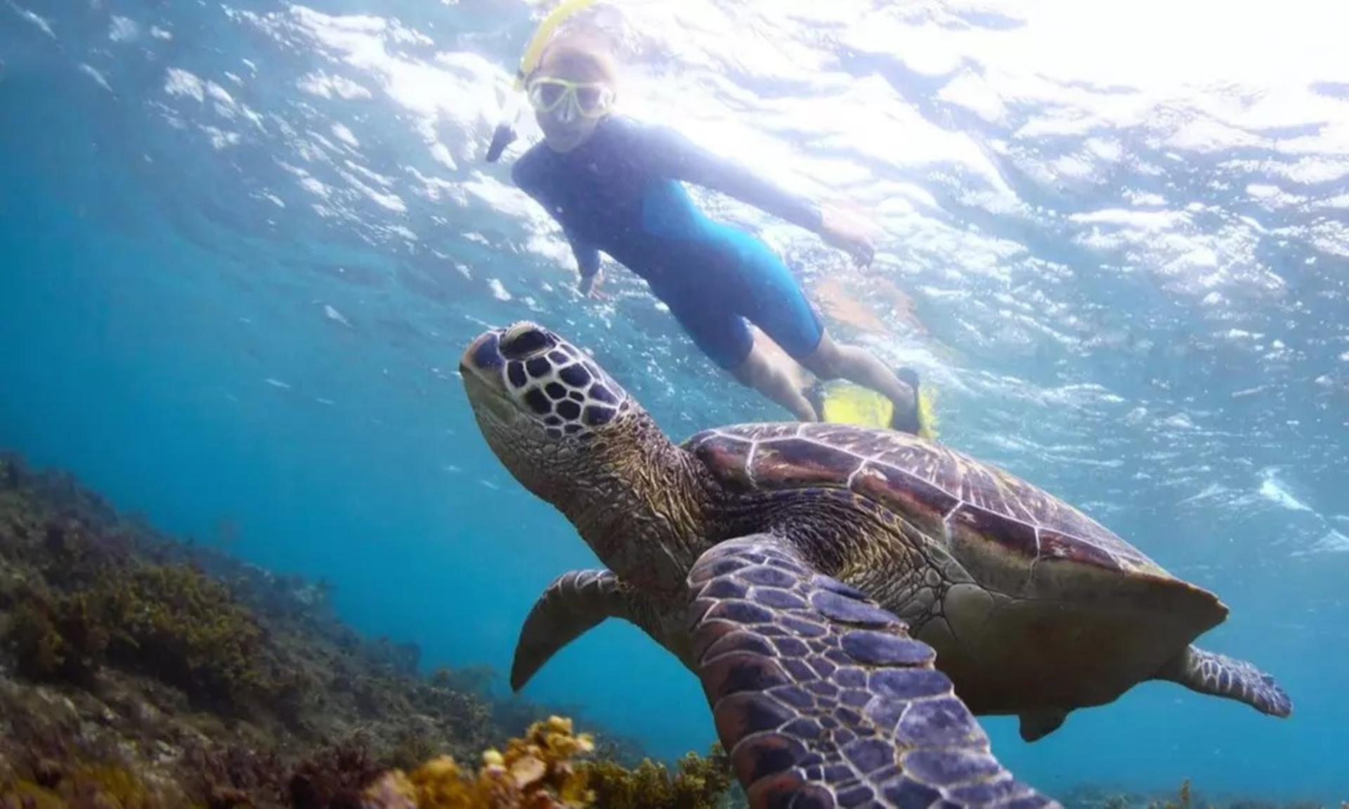Oahu North Shore Circle Island Adventure + Swimming with Turtles - Thumbnail 19