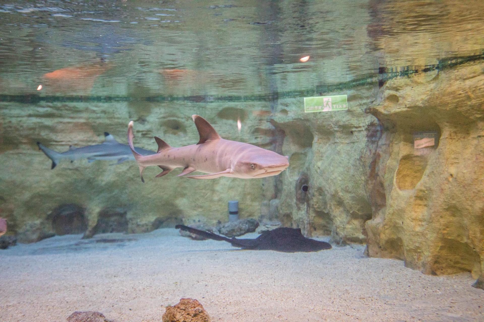 Yehliu Ocean World Ticket - Thumbnail 12