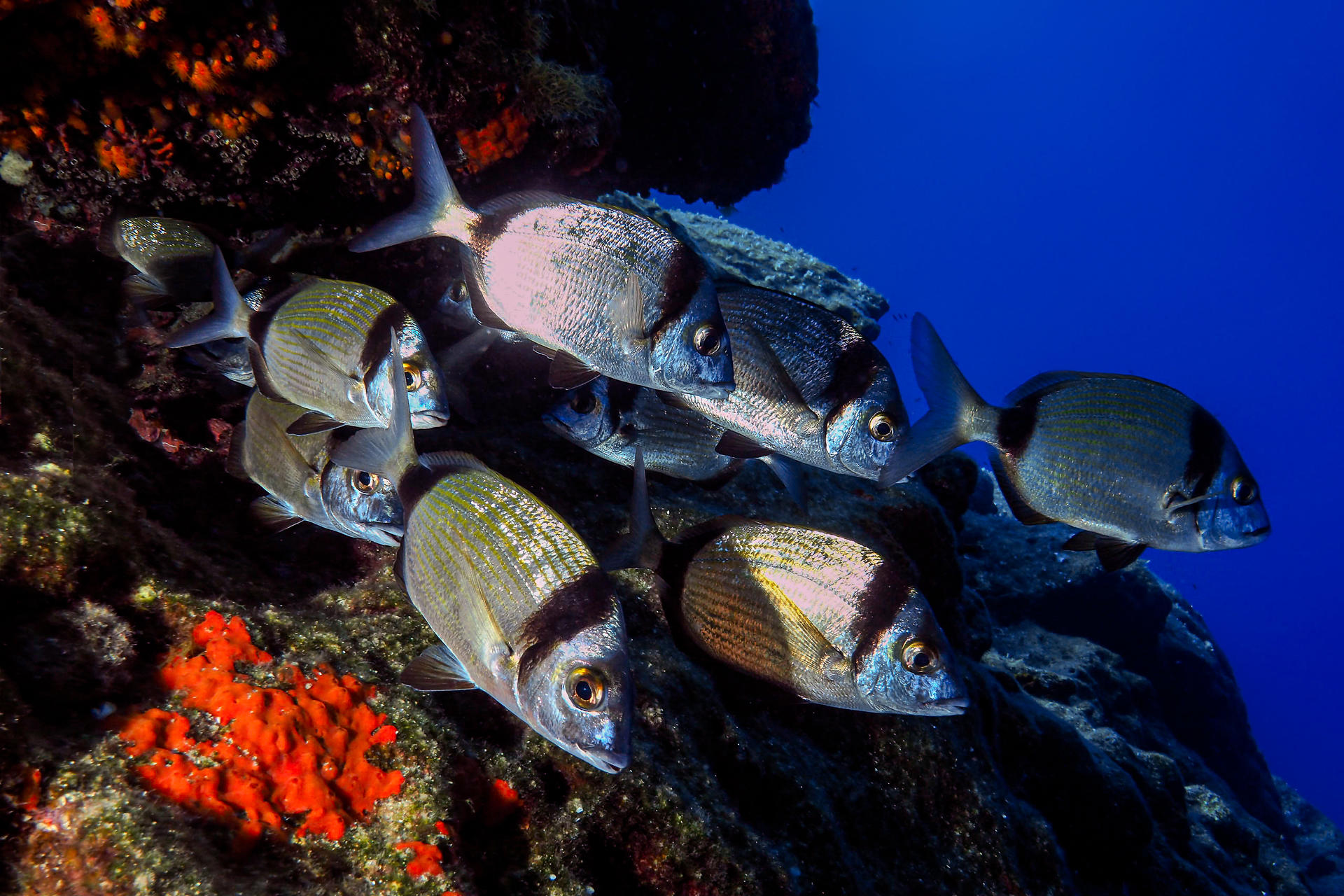 Unveiling Catania's Marine Treasures: Half-Day Dive with PADI Center - Thumbnail 9