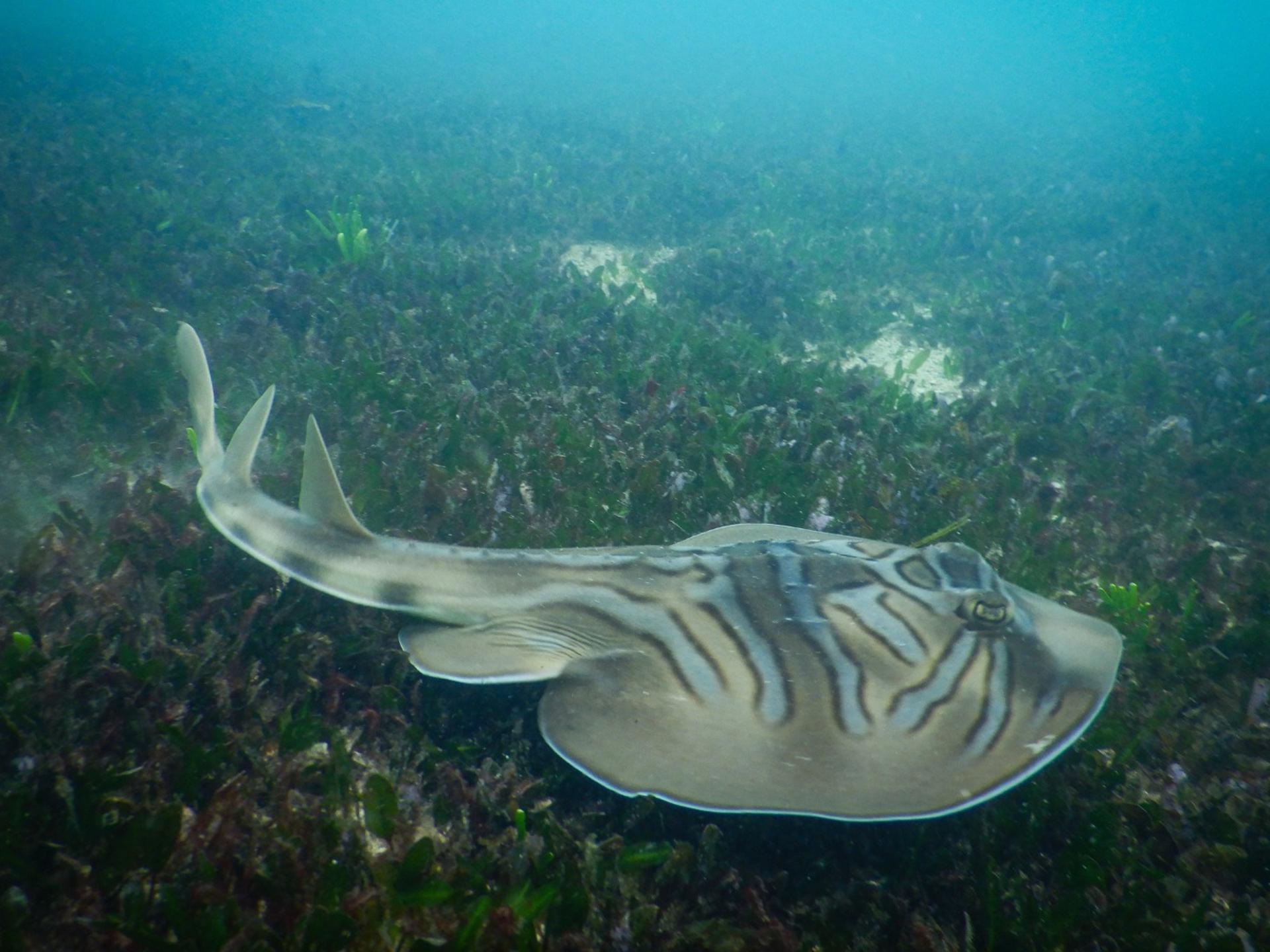 Private Snorkeling Tour In Sydney's Marine - Thumbnail 7
